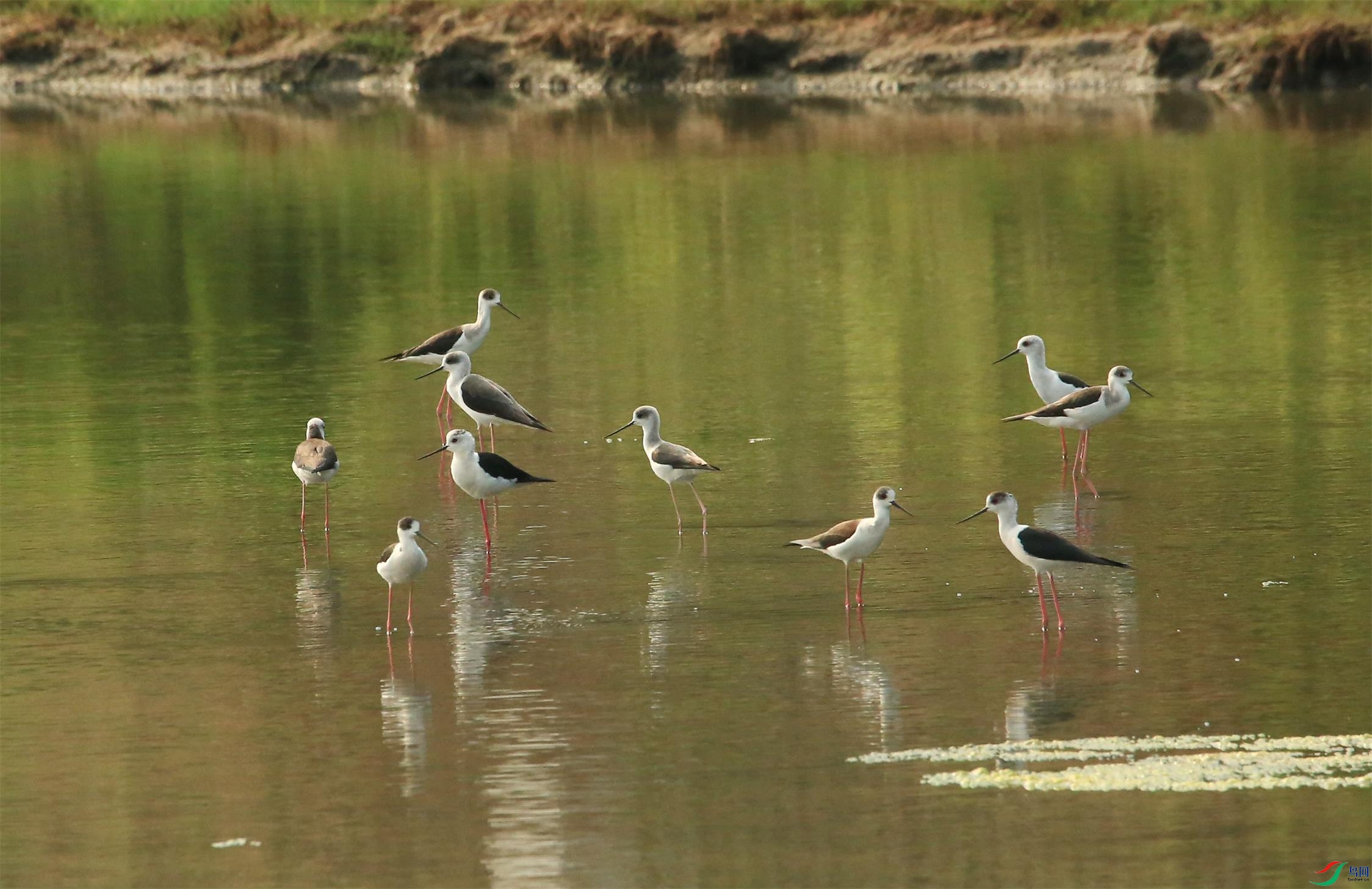 �����ֵĵ���