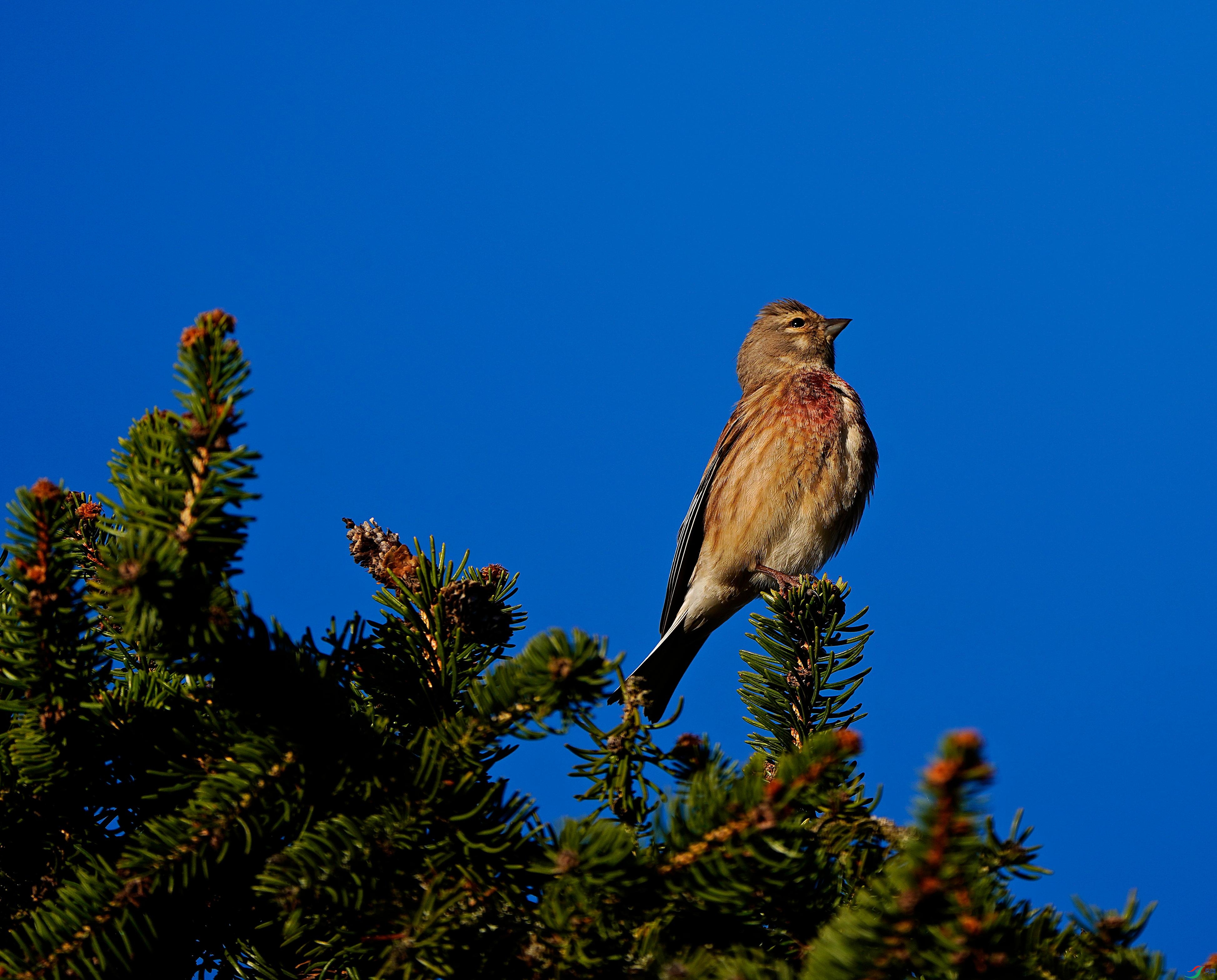 _DSC1150.JPG