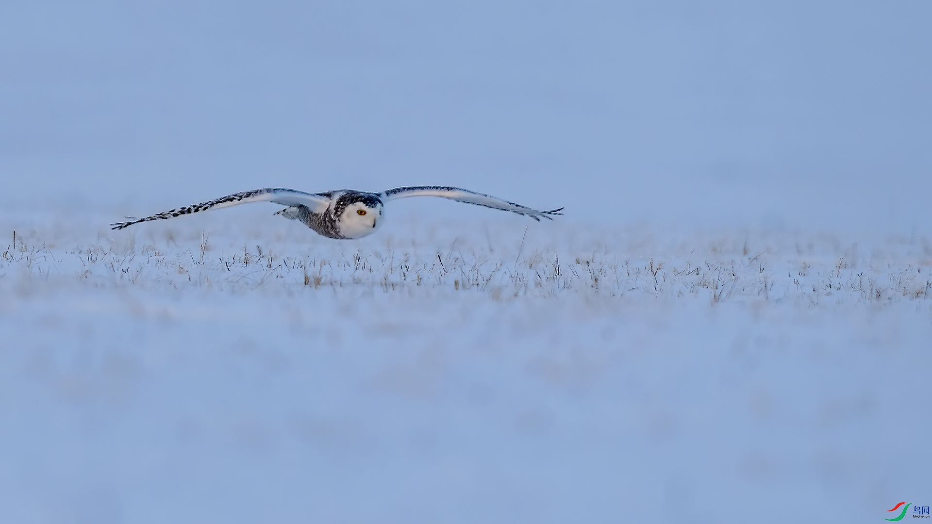 DSC_776m1.jpg