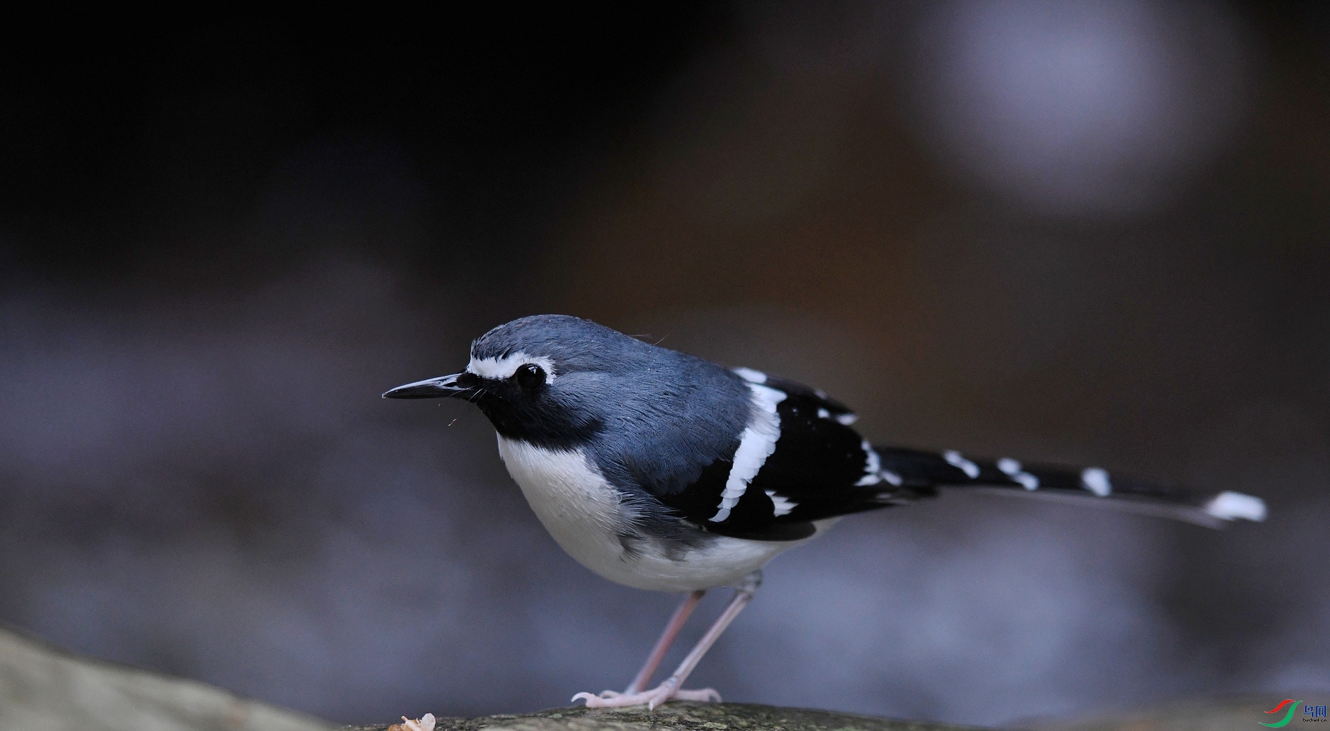 DSC_2938.jpg