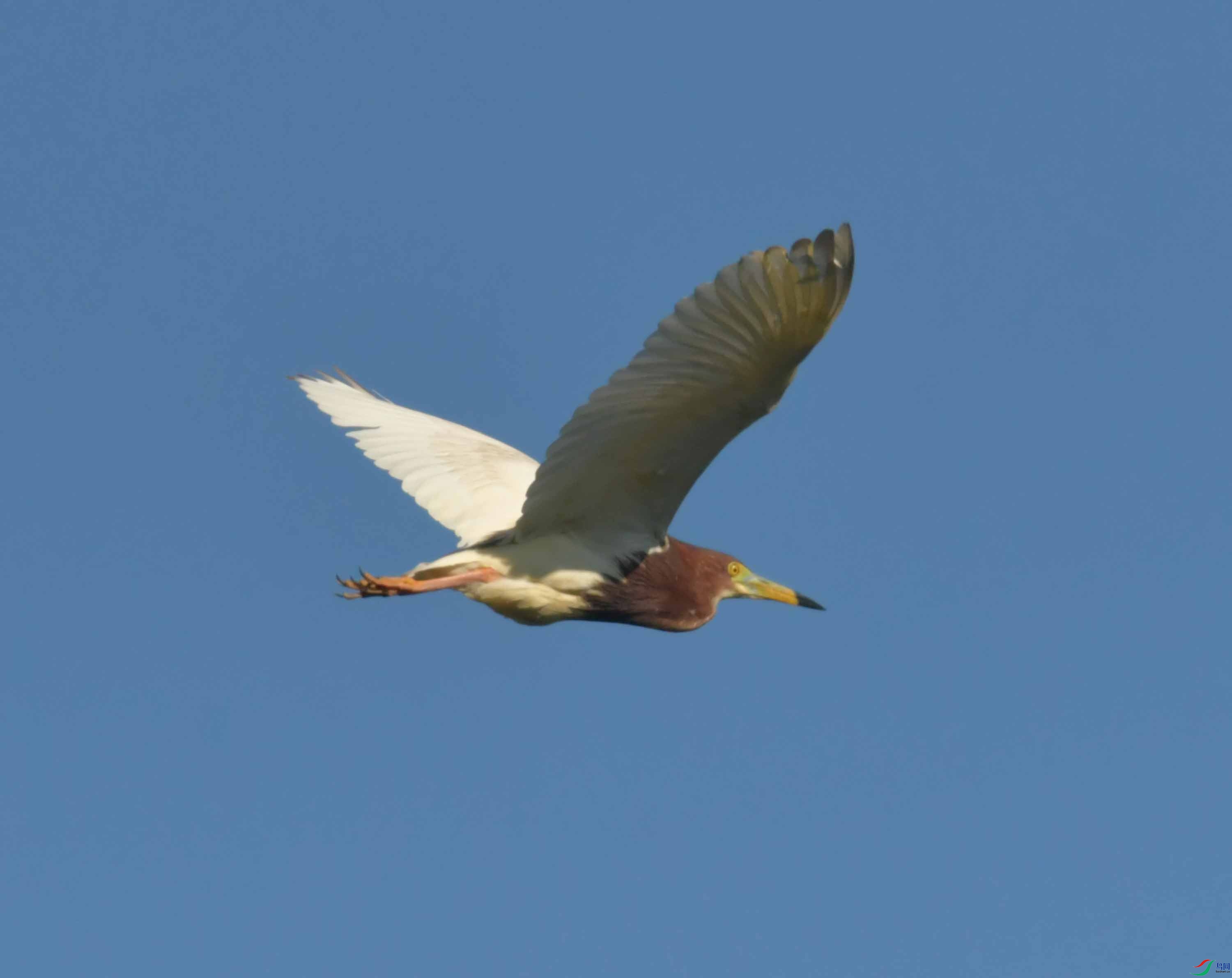 NIKON CORPORATION NIKON D500 -5568x3712-6835264.JPEG