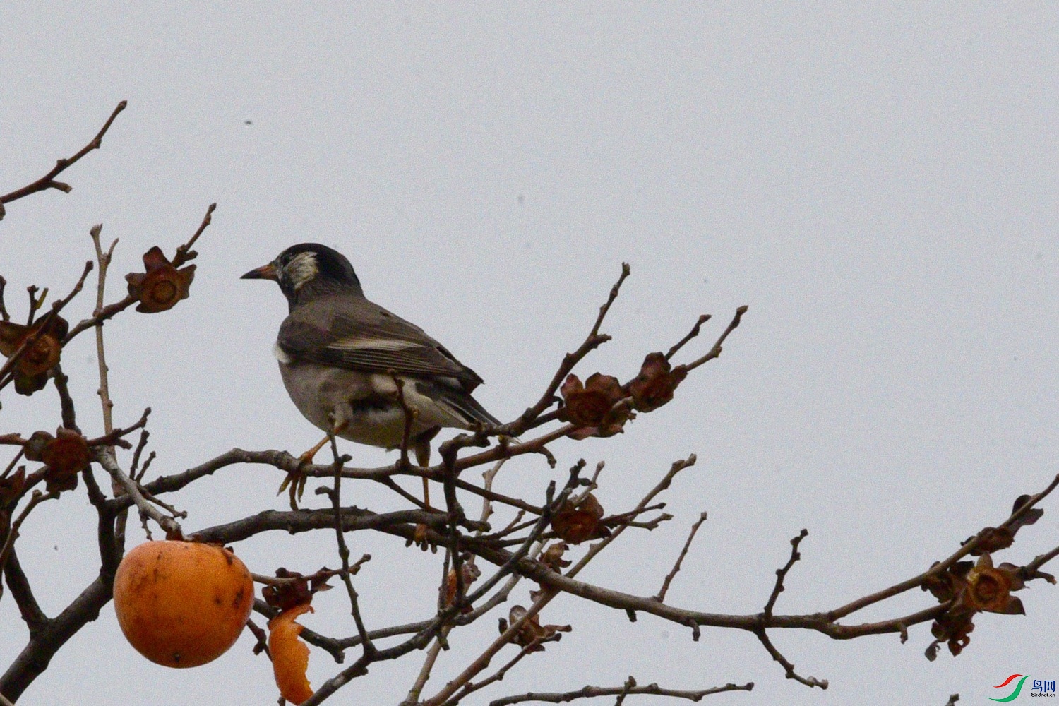 DSC_5068.JPG