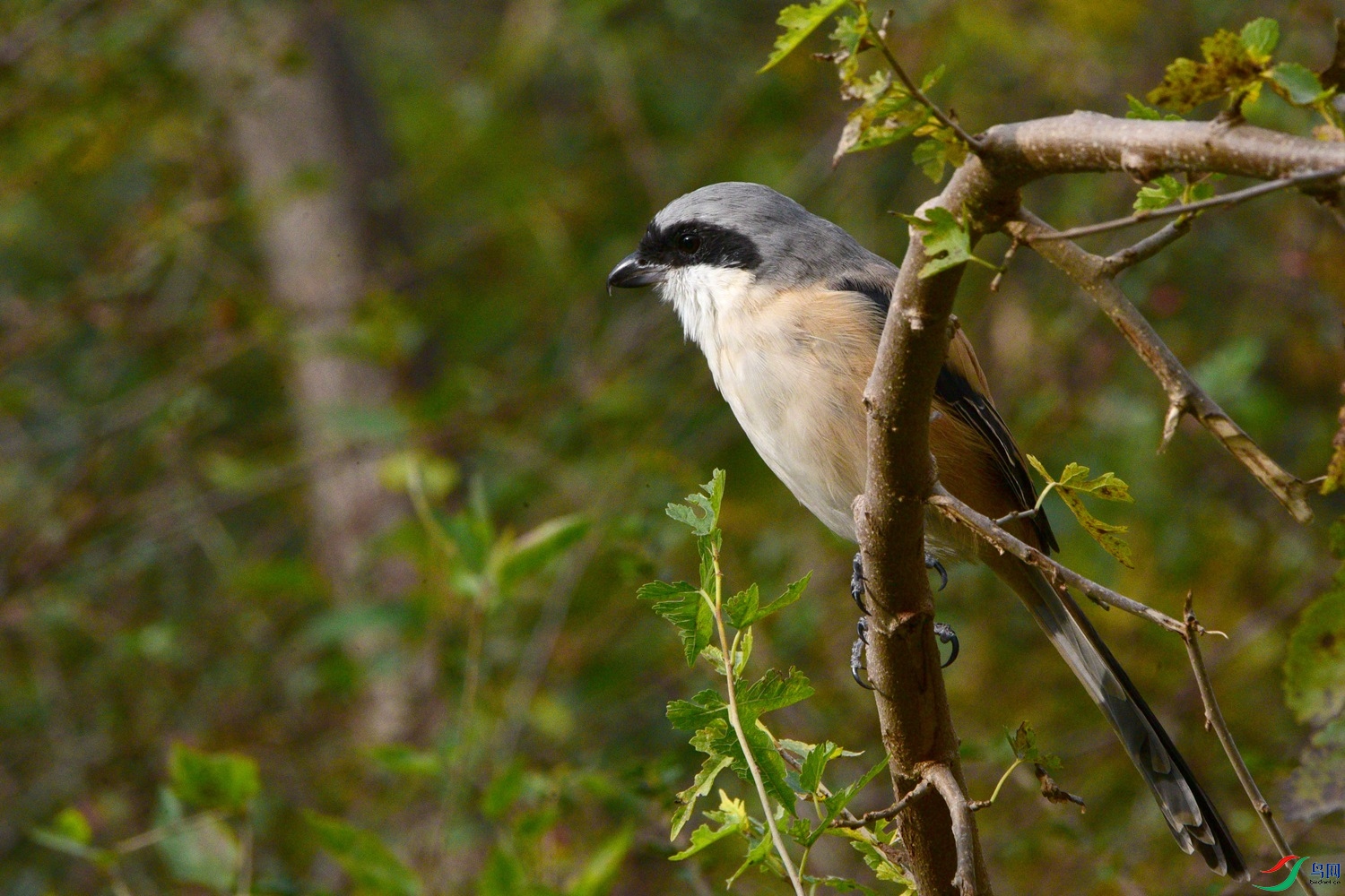 DSC_5239.JPG