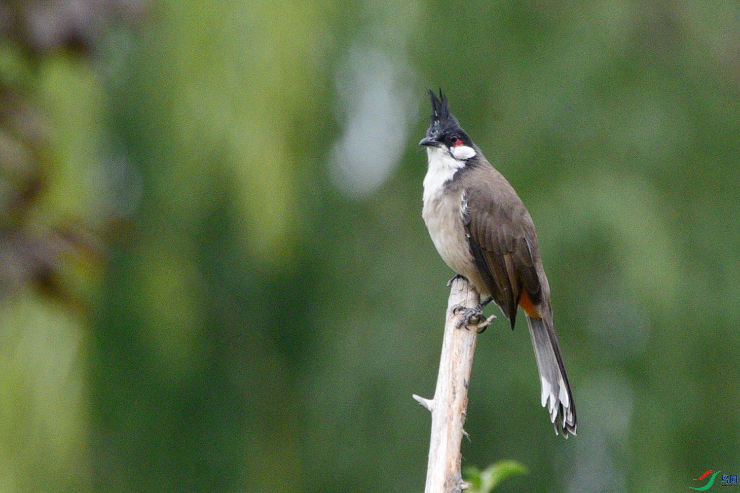 DSC_5252.JPG