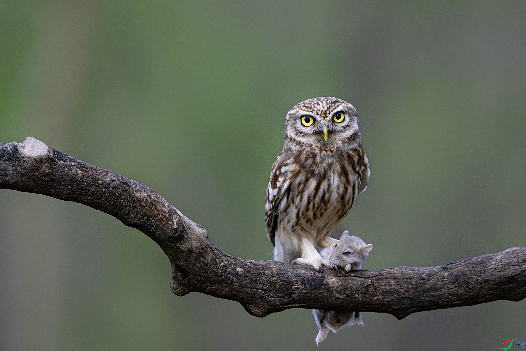 _31A0985-����ǿ-NR ����.jpg