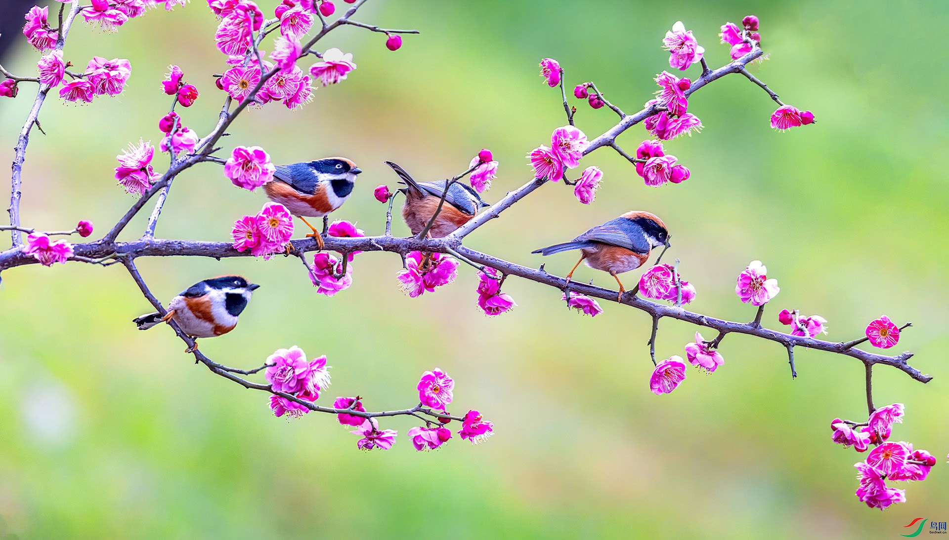 060A6918 ����-Sha----1 .jpg