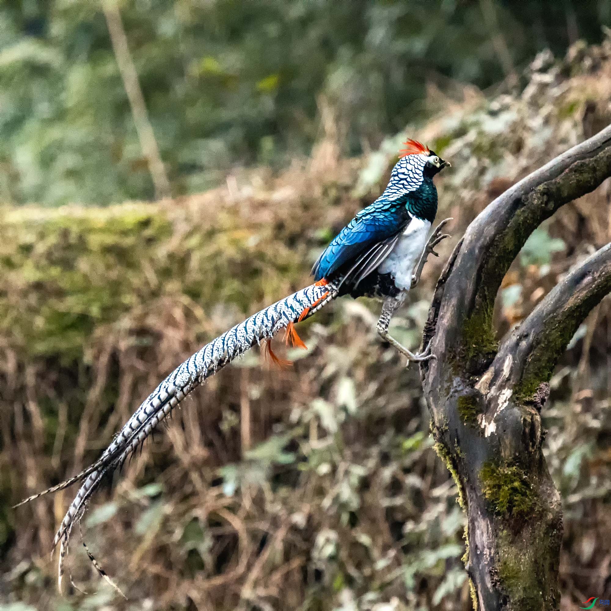 �׸�����