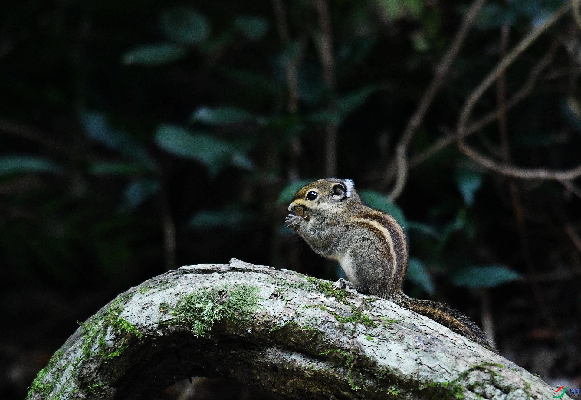 DSC_7036.jpg