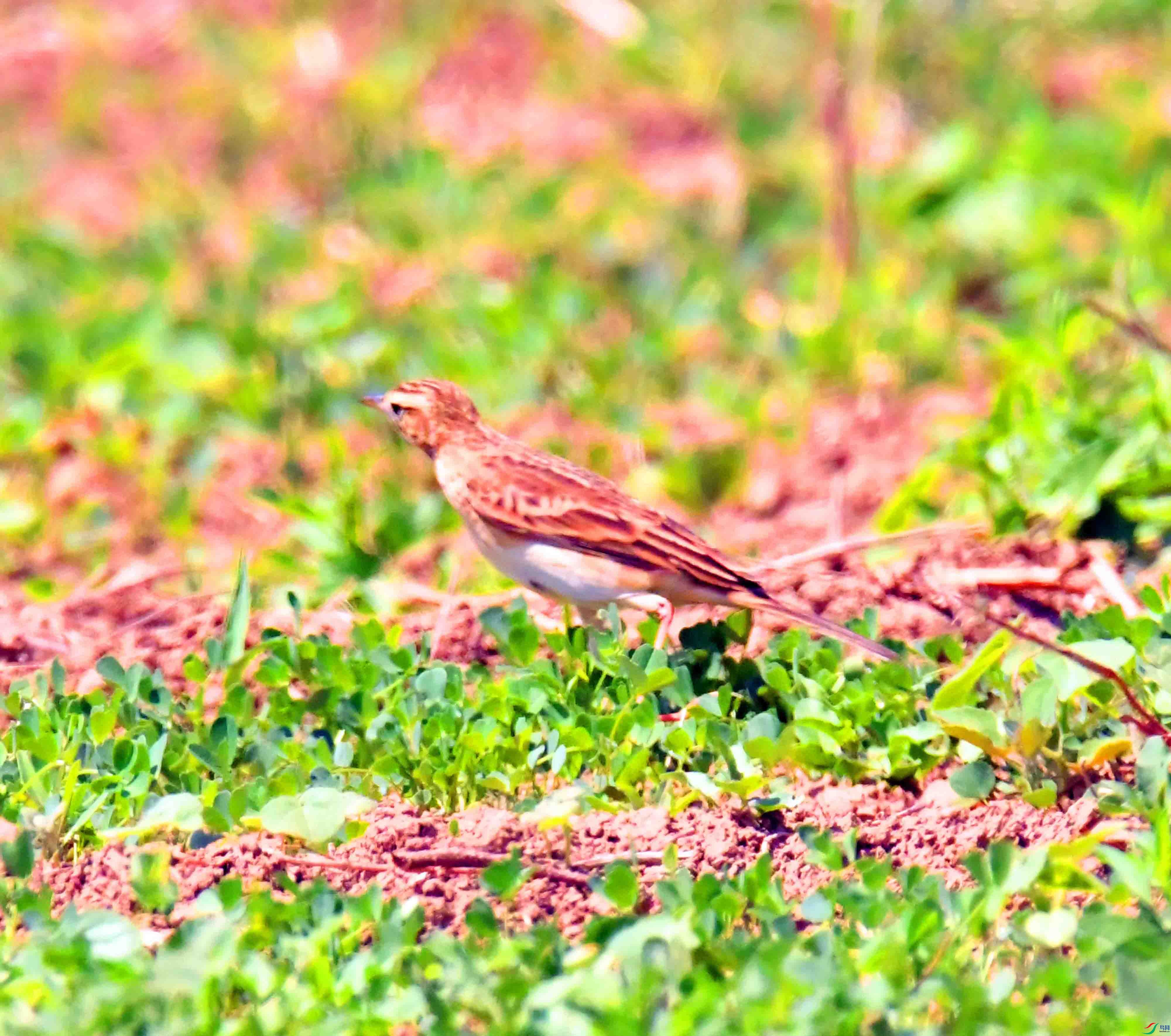 DSC_0464.JPG