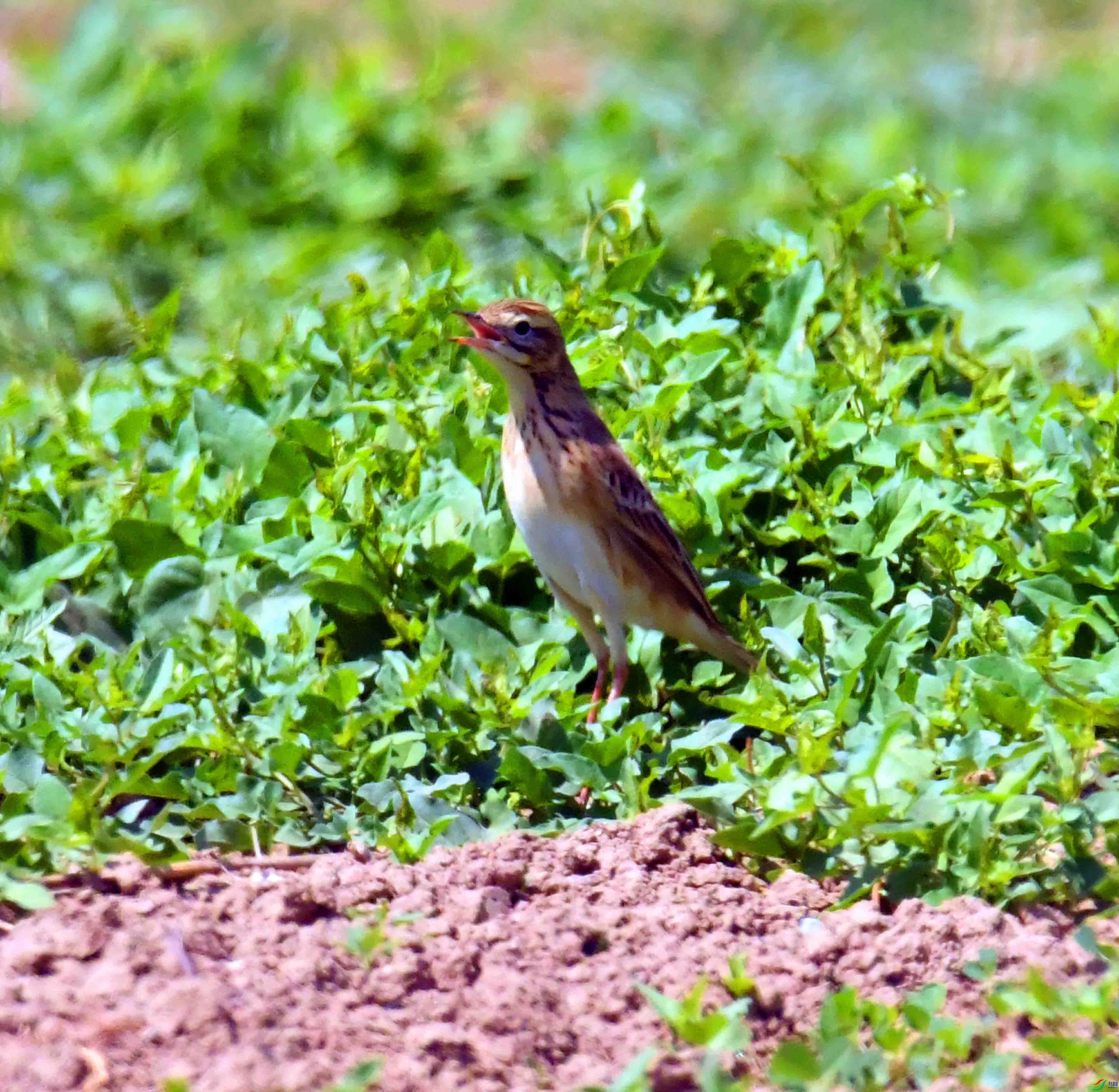 DSC_0471.JPG