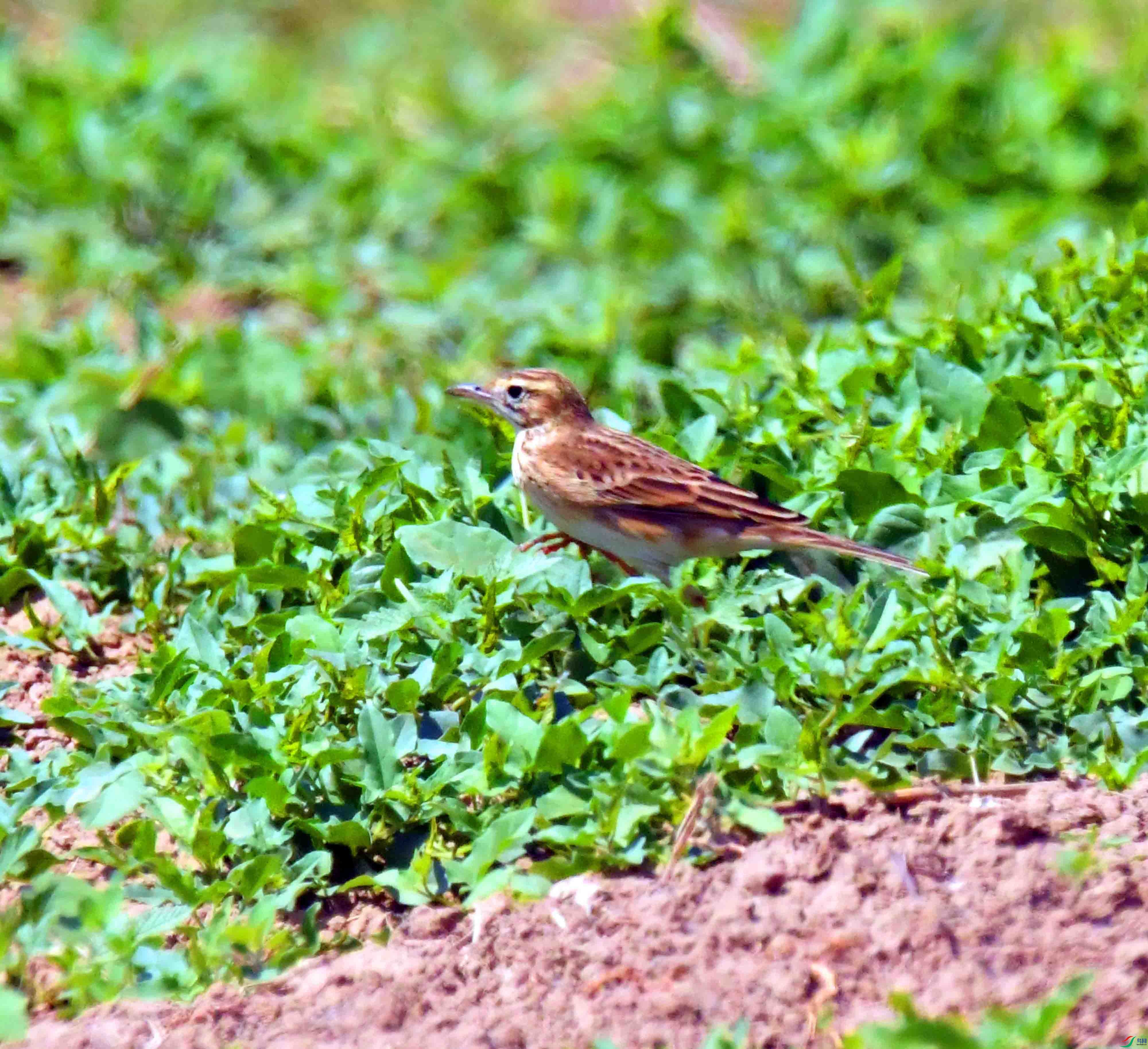 DSC_0473.JPG