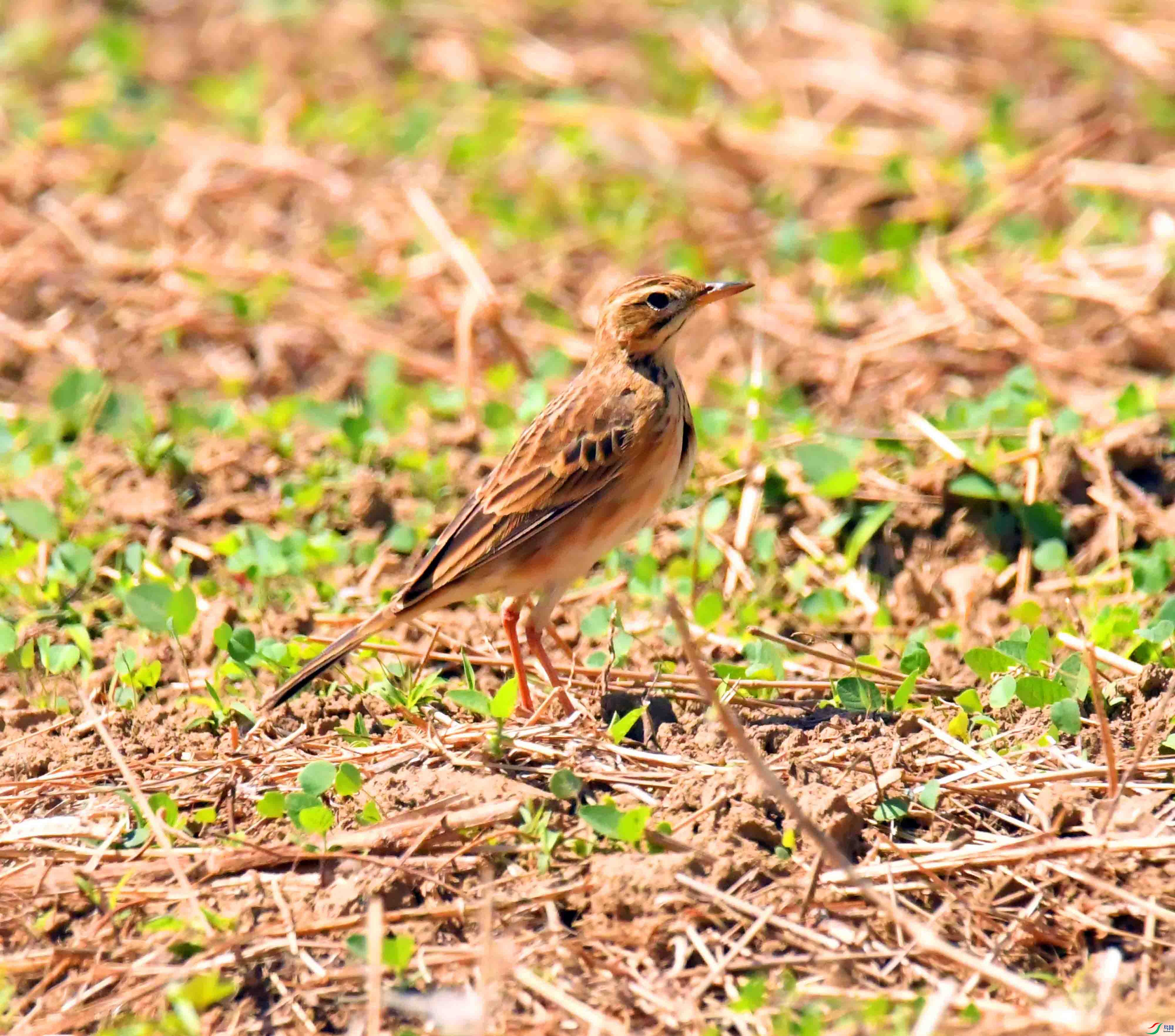DSC_9007.JPG