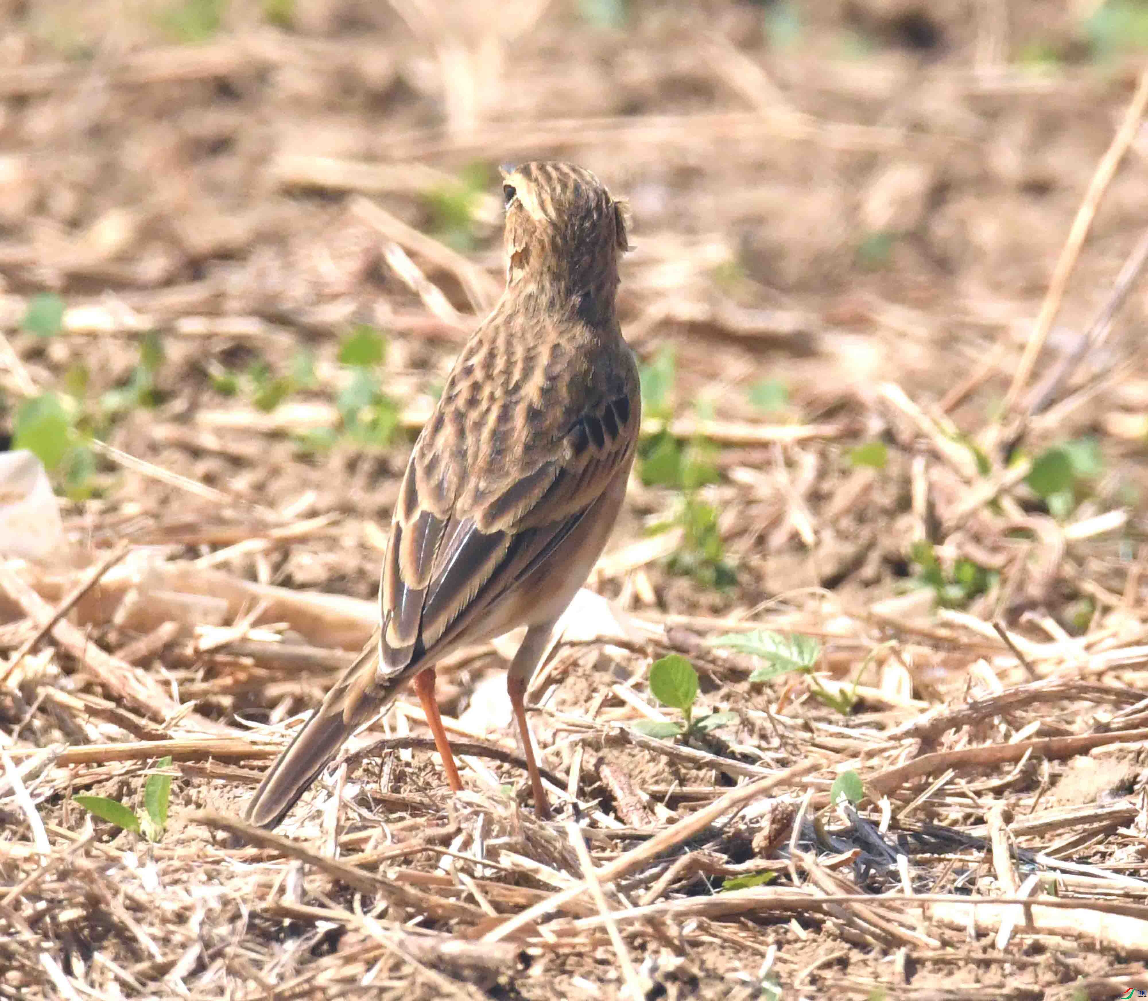 DSC_9036.JPG