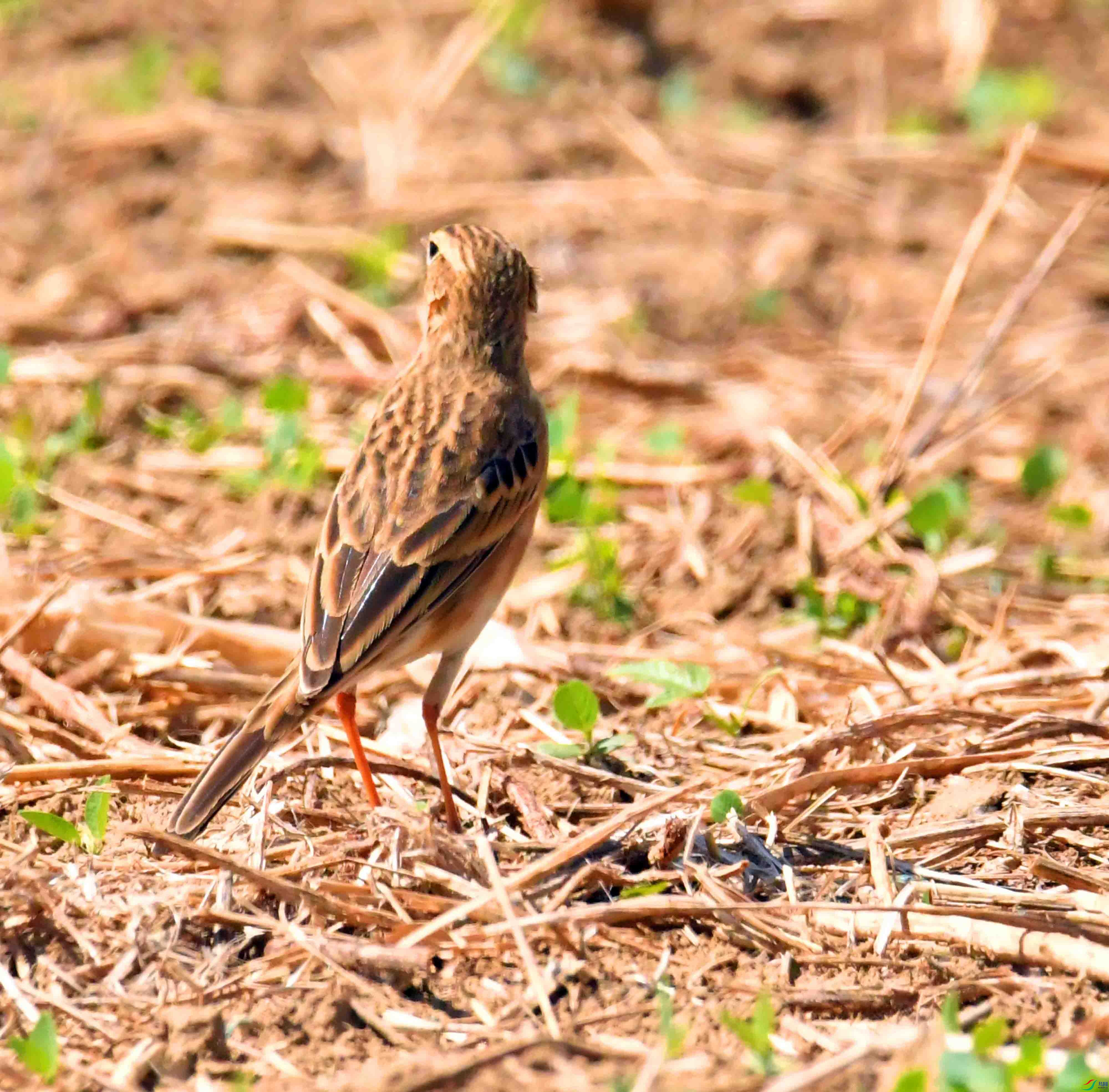 DSC_9039.JPG