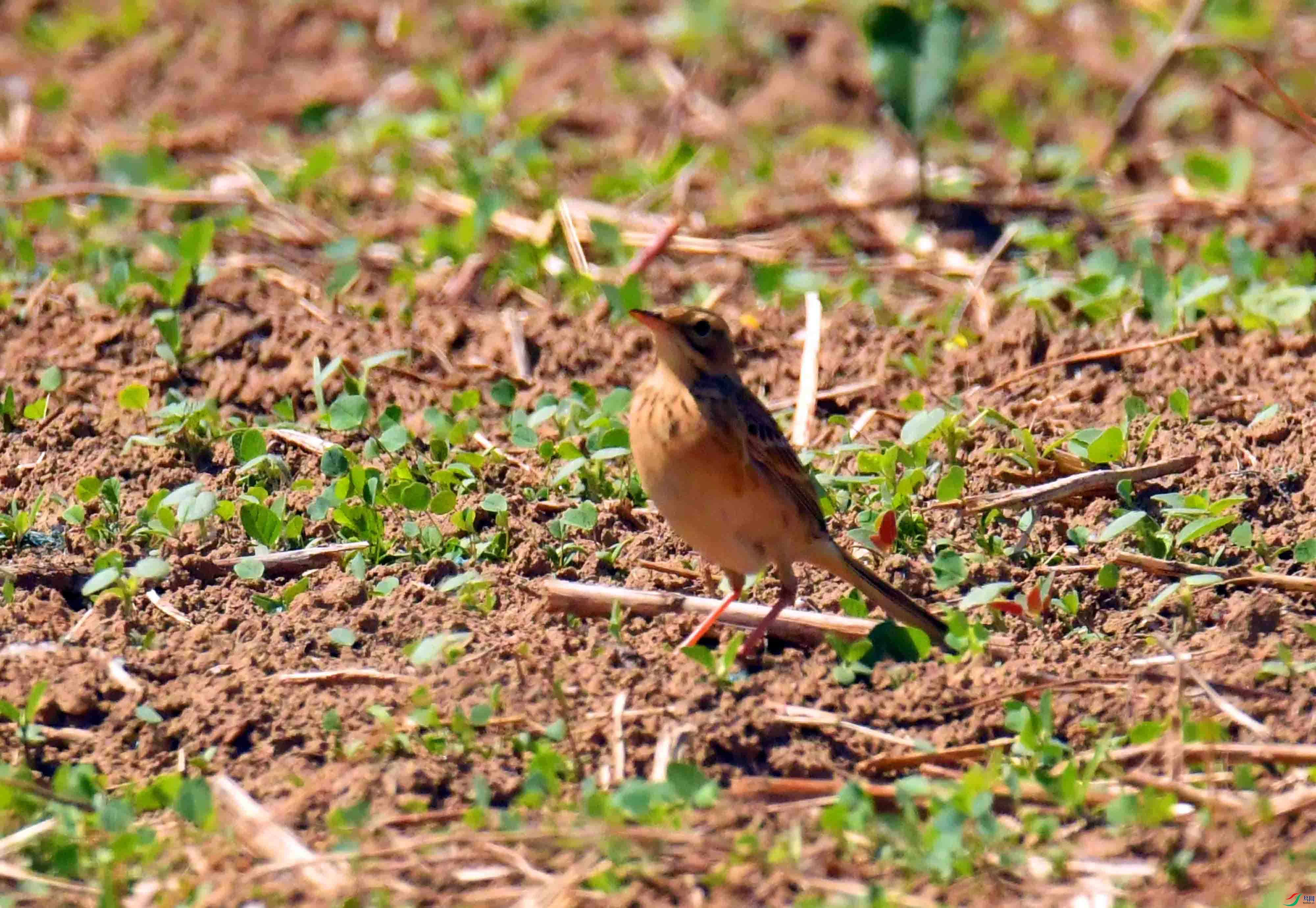 DSC_9064.JPG