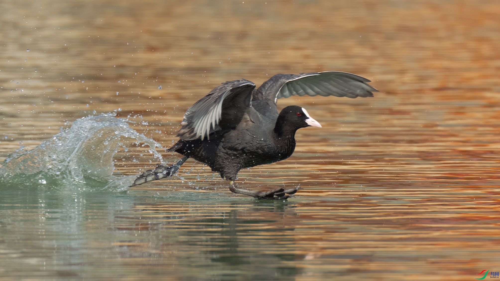 DSC09056����W�������� ����.jpg