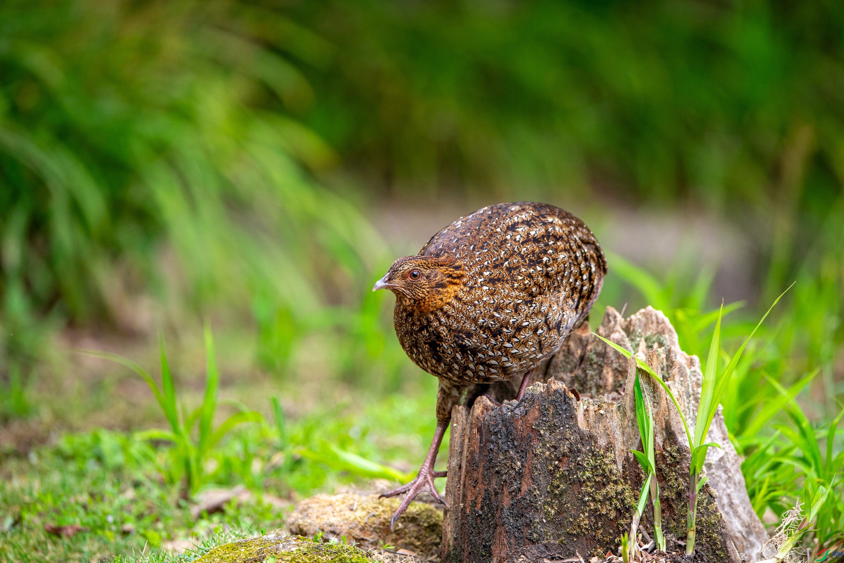 DSC_5414�Ƹ�����.JPG.JPG