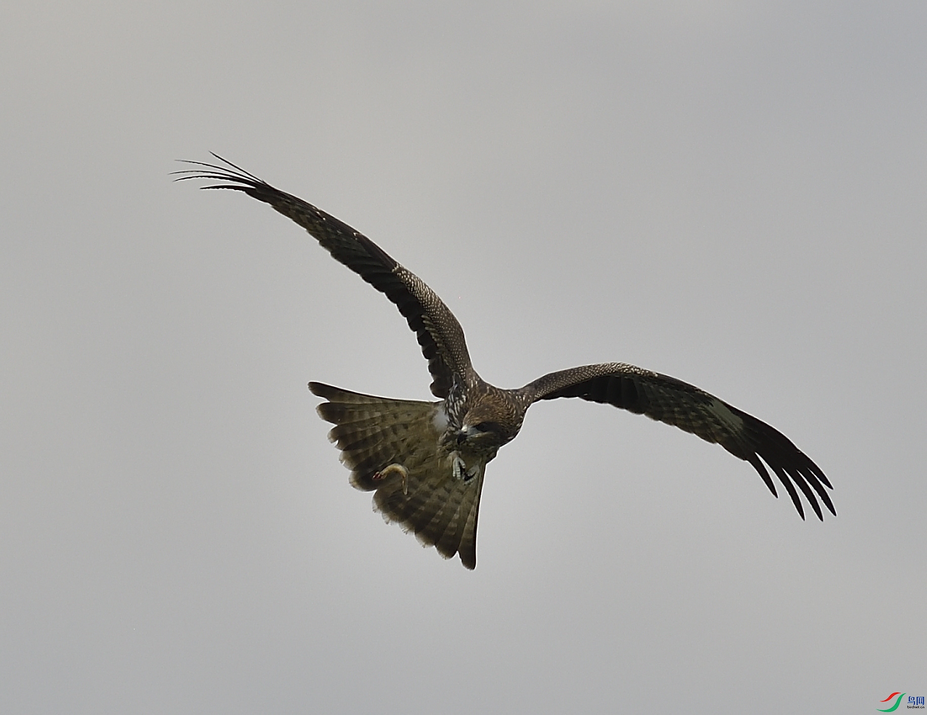 _DSC8739.JPG