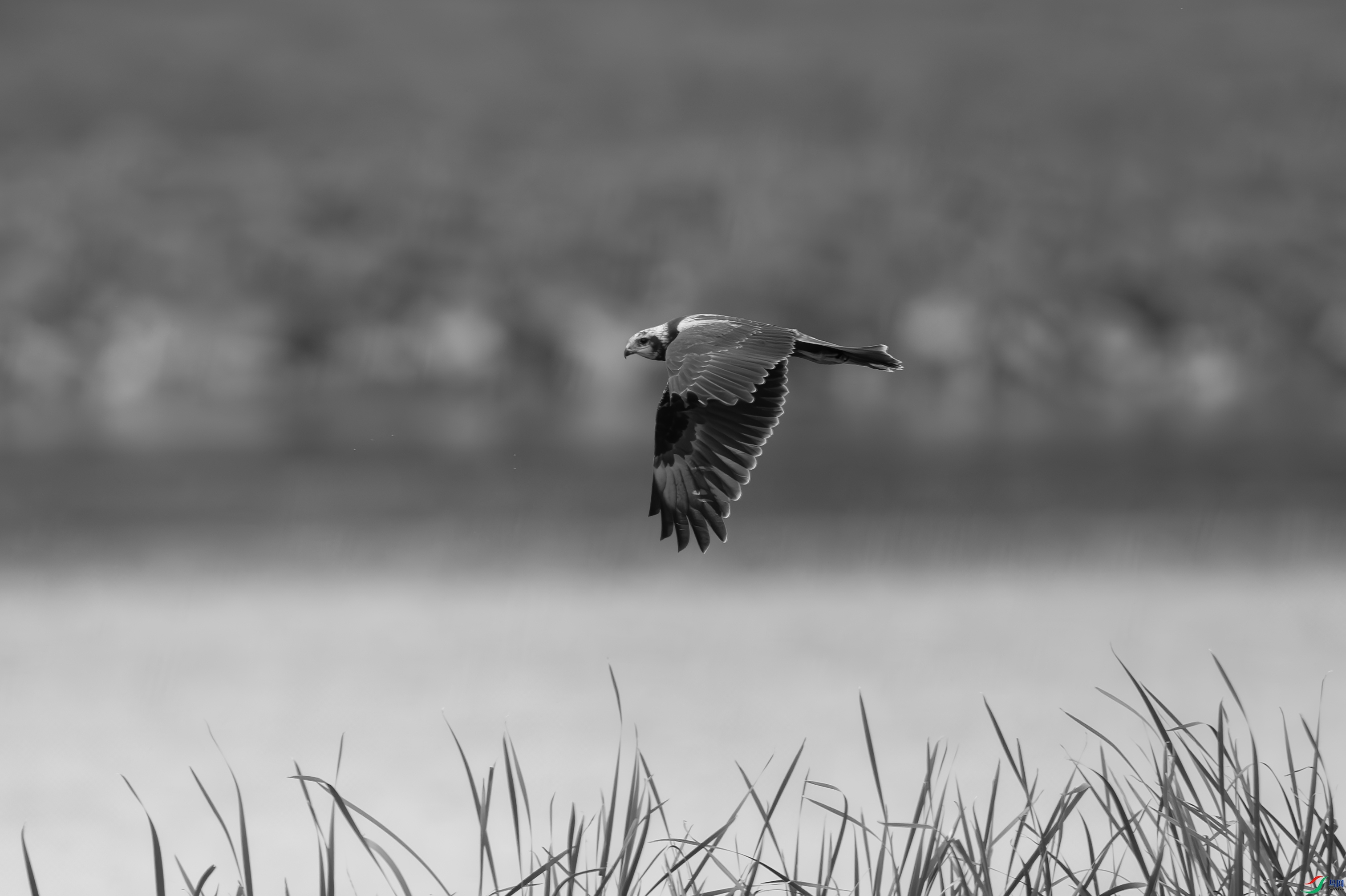 DSC_5105-����.jpg