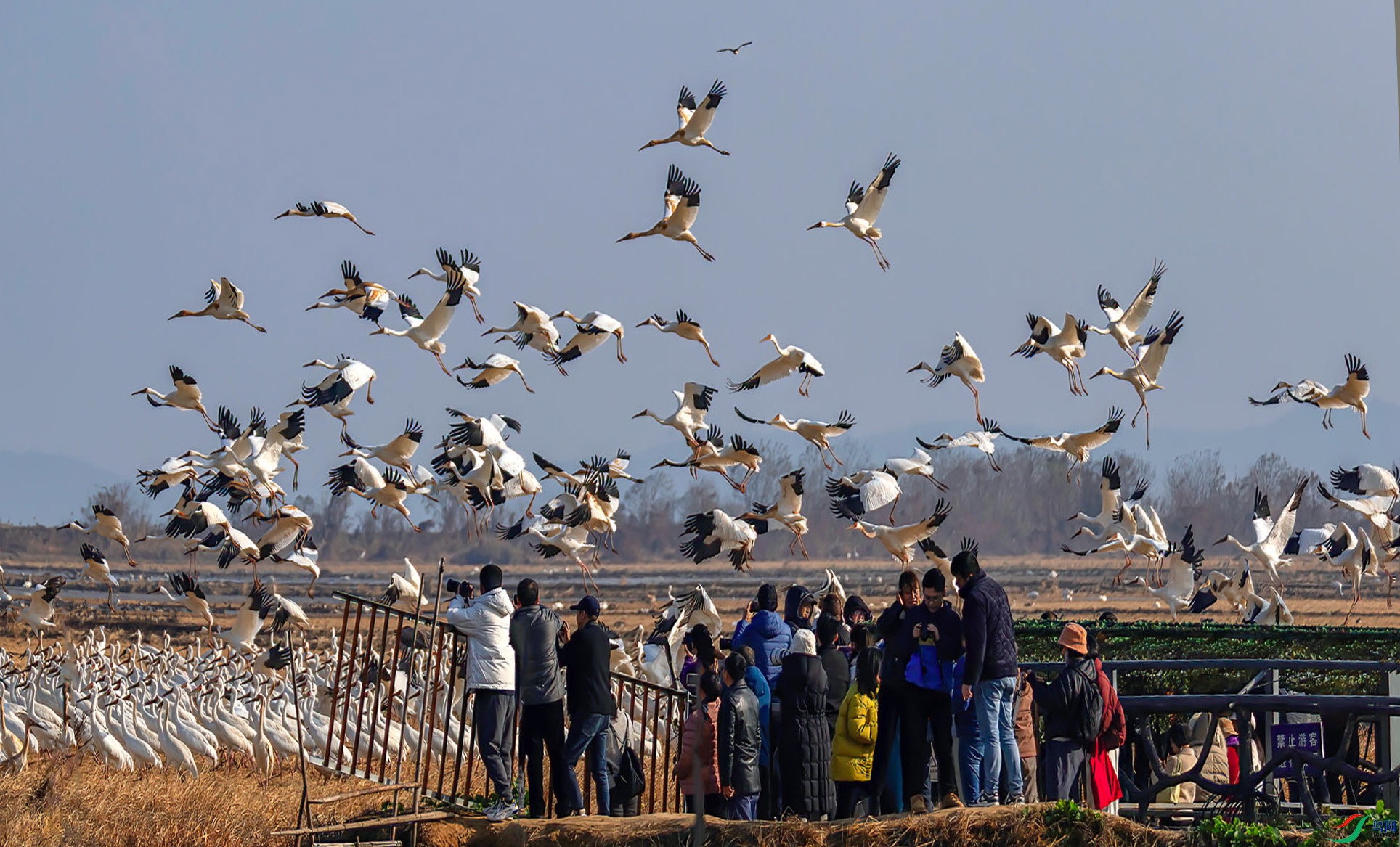 _60A7539 ����-Sha----1 .jpg