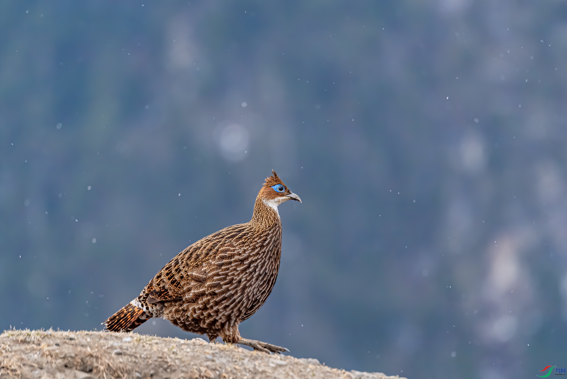 _DSC6215-11.jpg