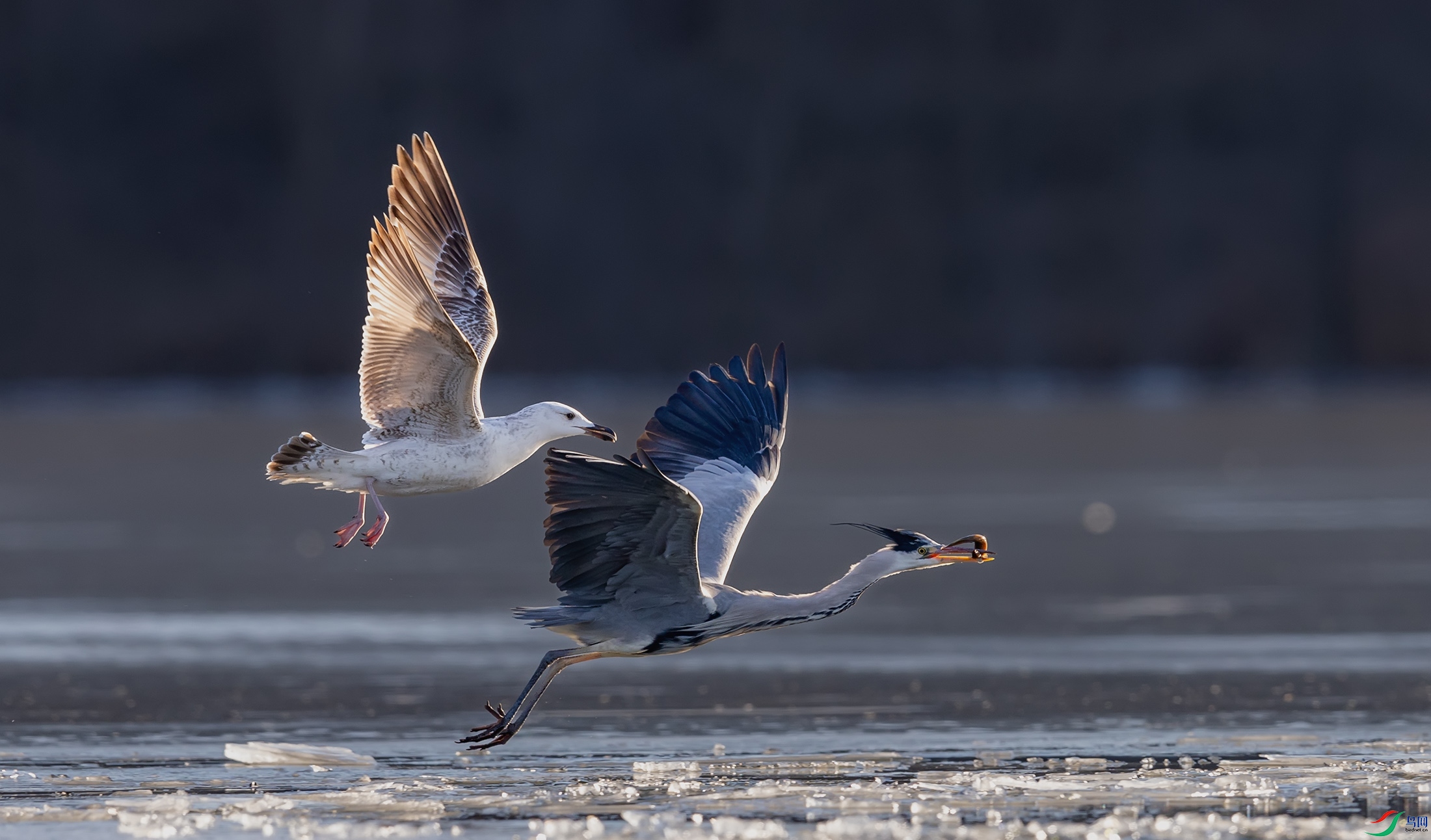 ��Ÿ�����