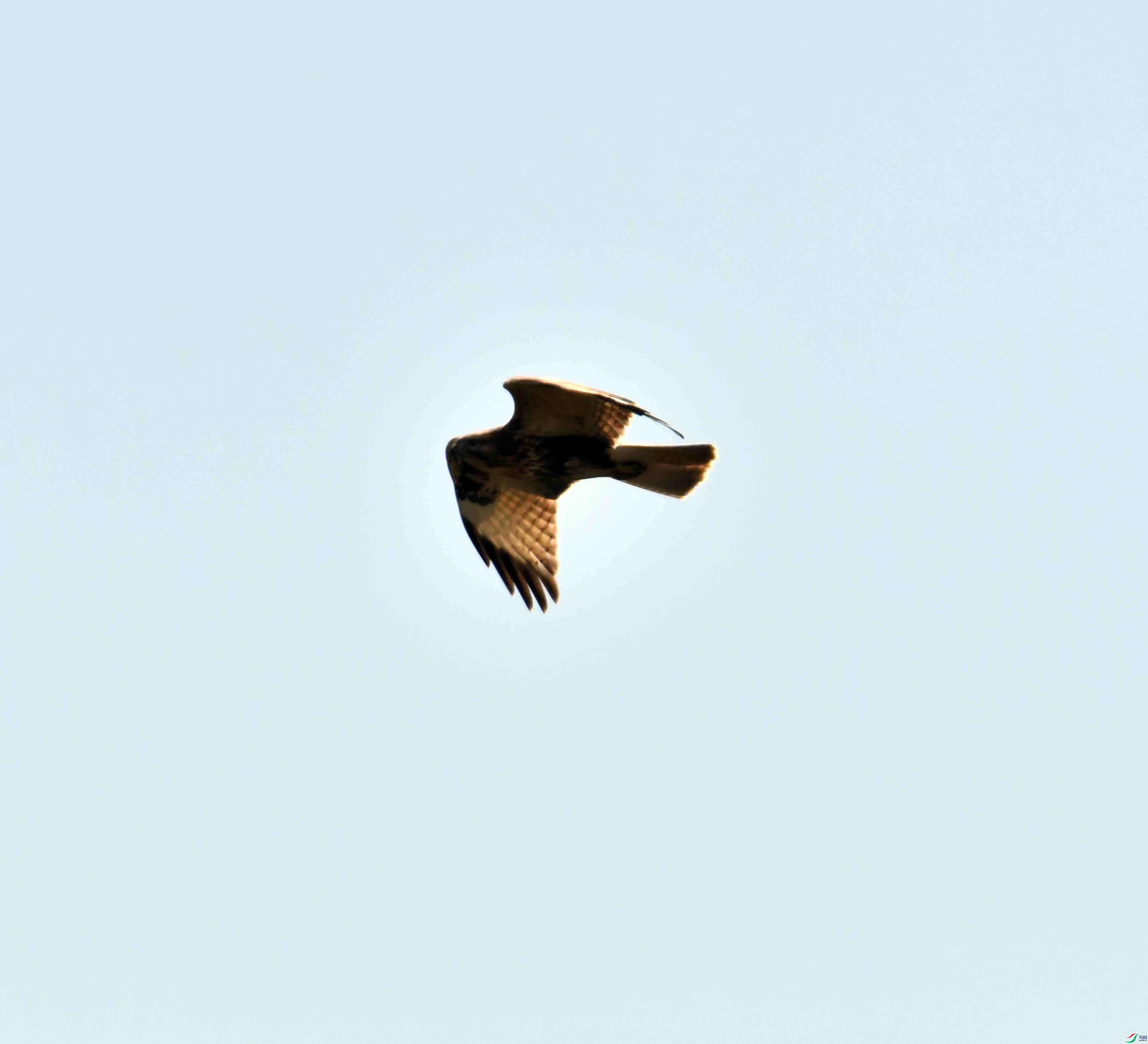 DSC_9110.JPG