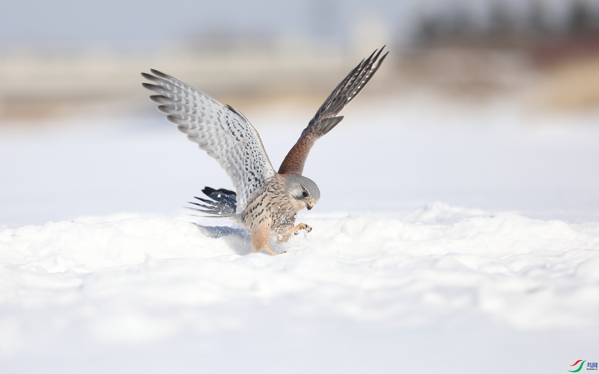 9G8A9080 ����.jpg