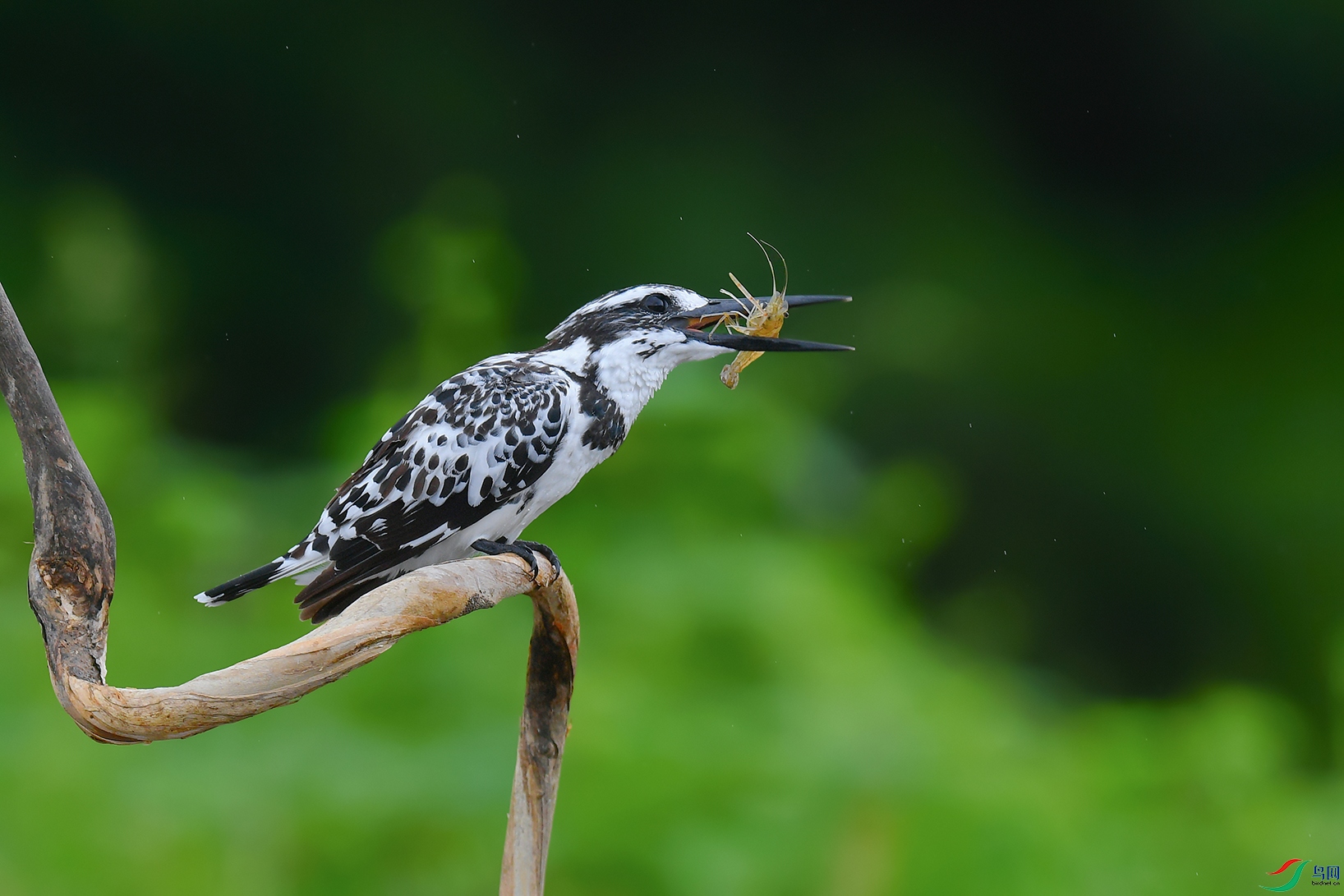 DSC_4040_DxOa.jpg
