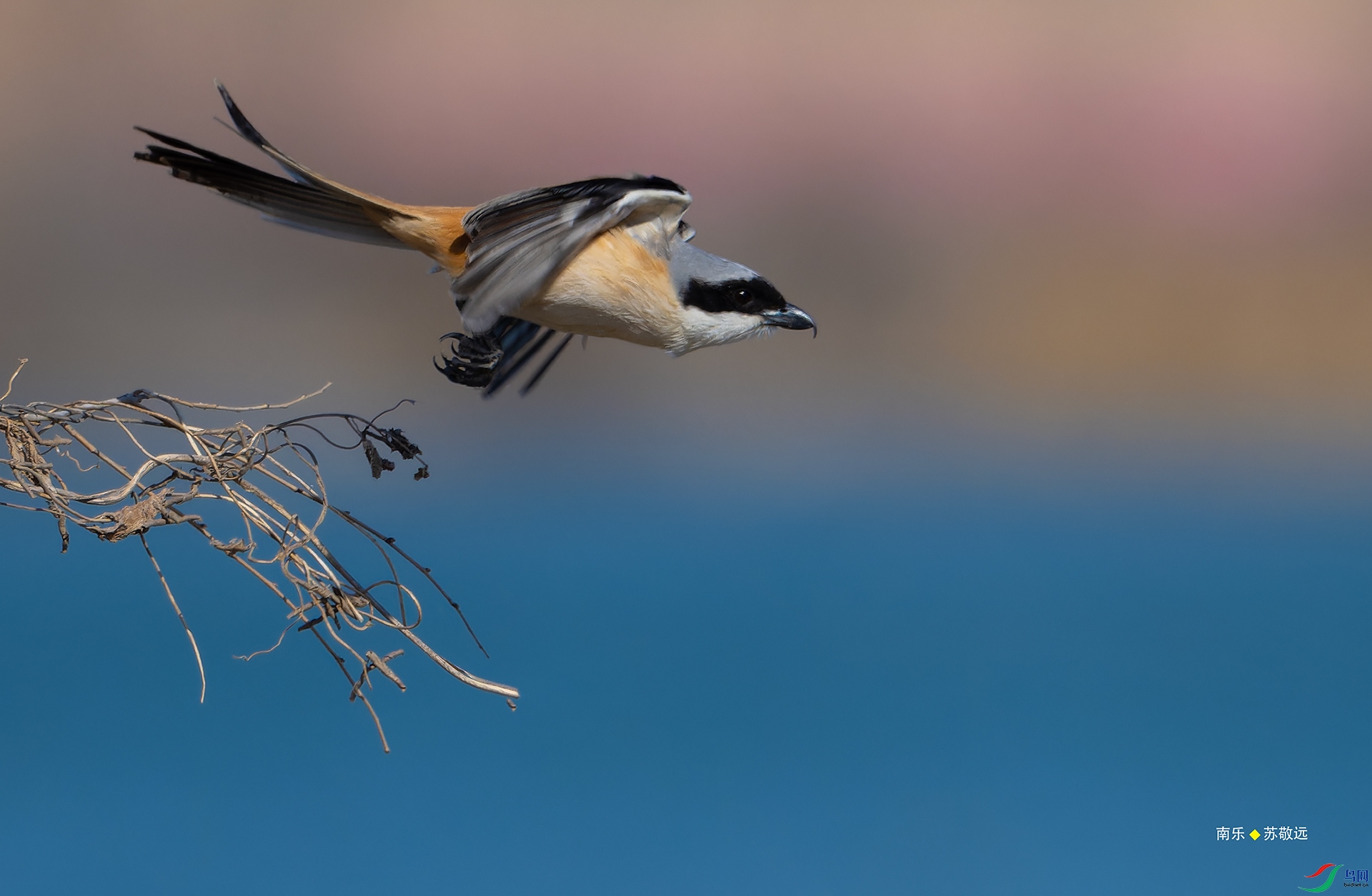 _DSC5721-NEF_DxO_С.jpg