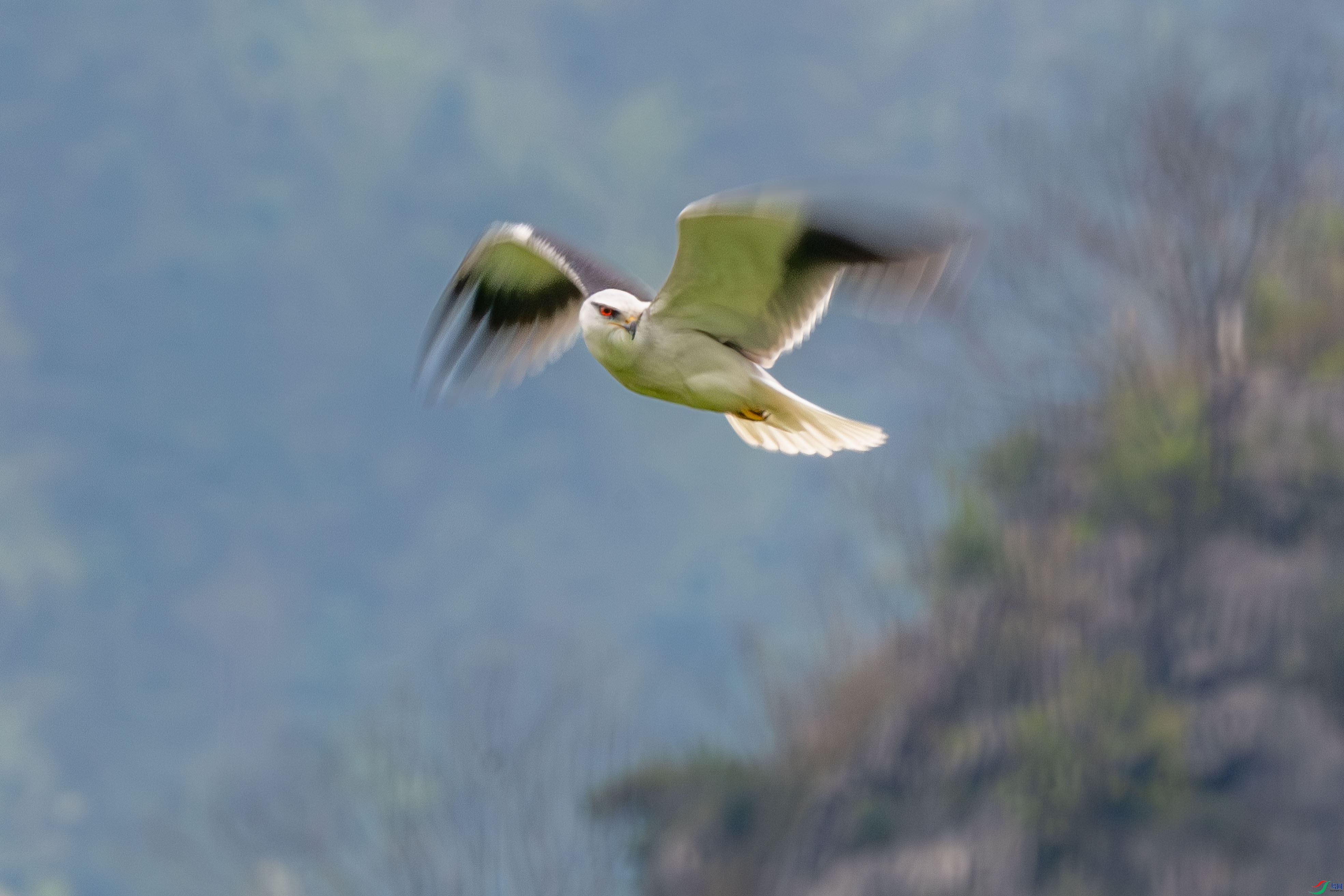 DSC_9863_1.JPG
