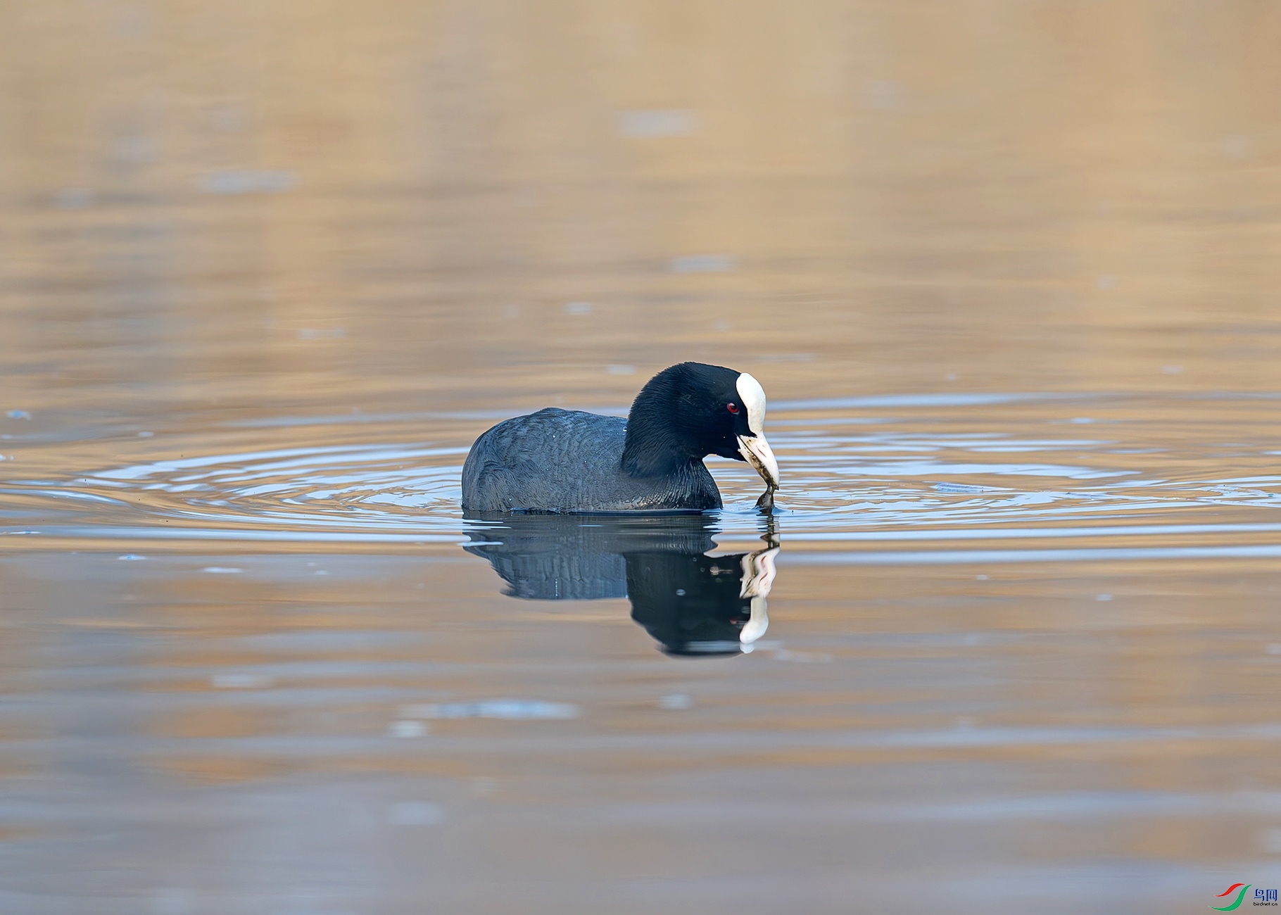 DSC_8953f.jpg