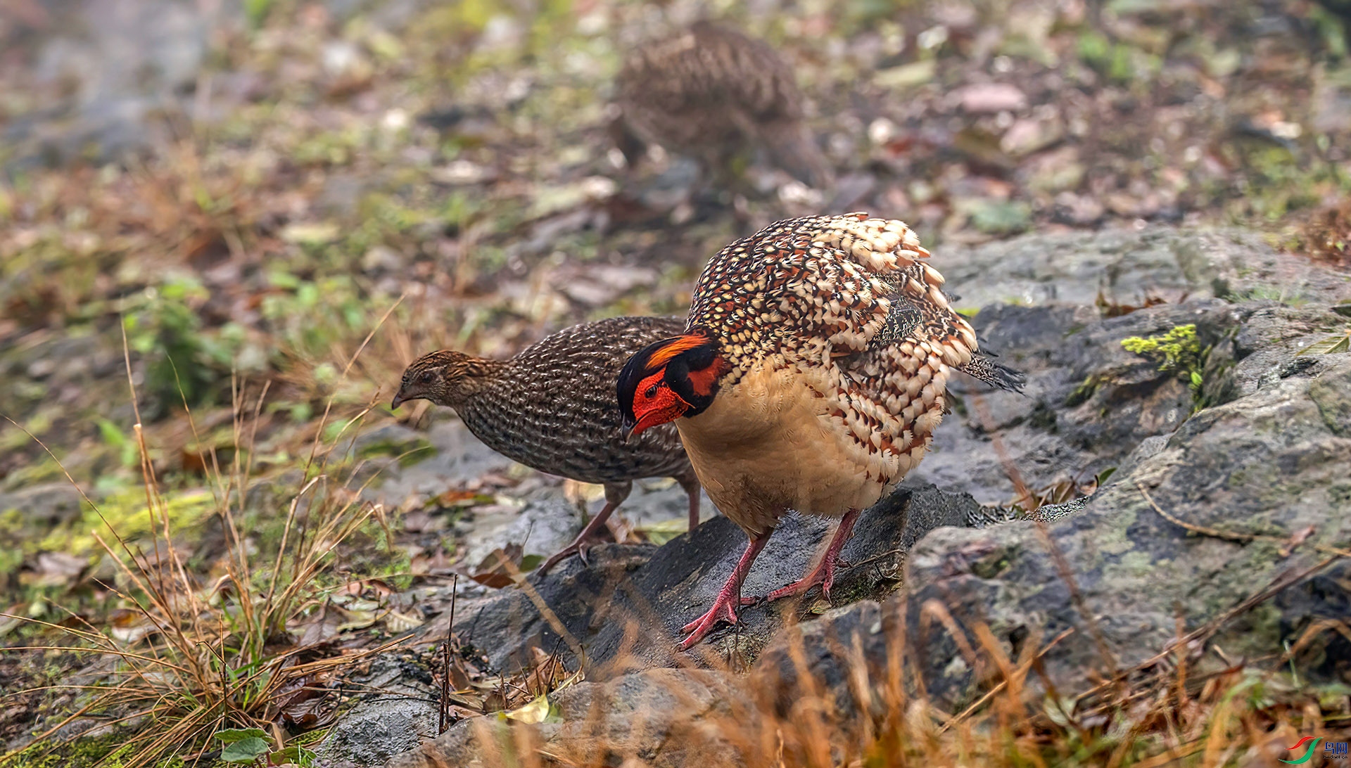 060A9334 ����-Sha---1 .jpg