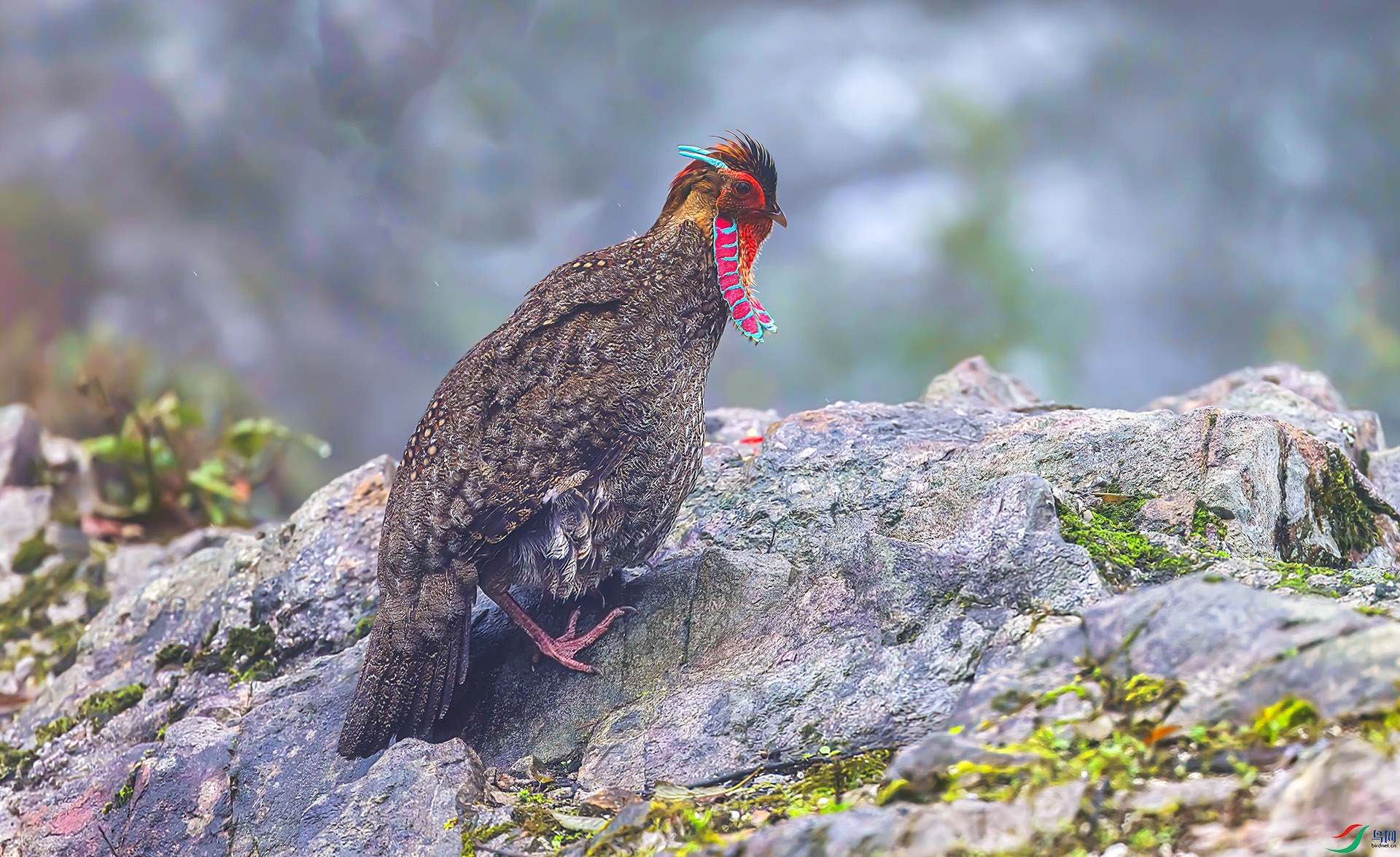 060A8456 ����-Sh---1 .jpg