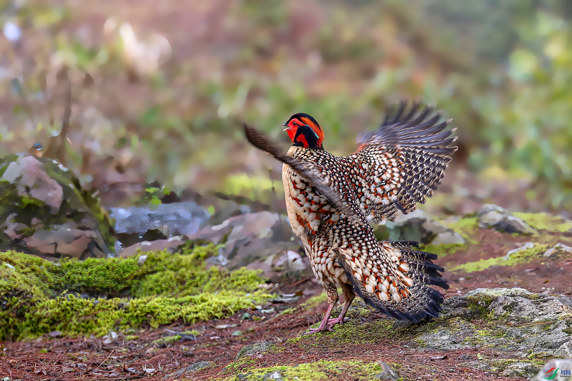 060A8149 ����-Sh----1 .jpg