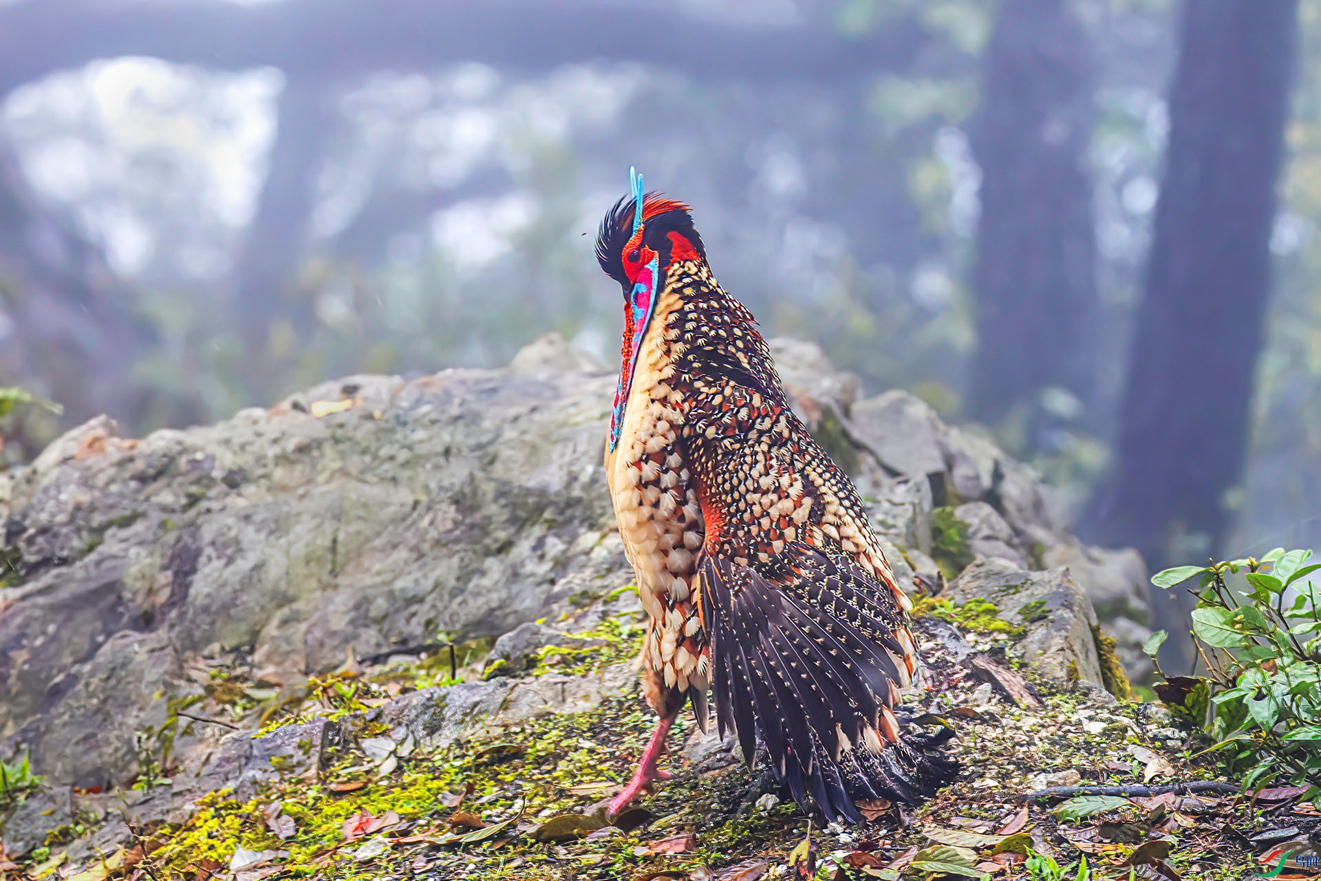 060A6200 ����-Sh---1 .jpg