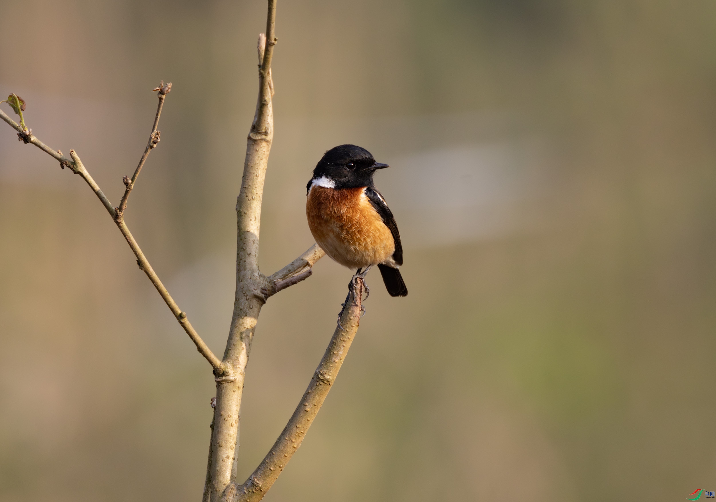 2I1A9347-����ǿ-NR ����.jpg