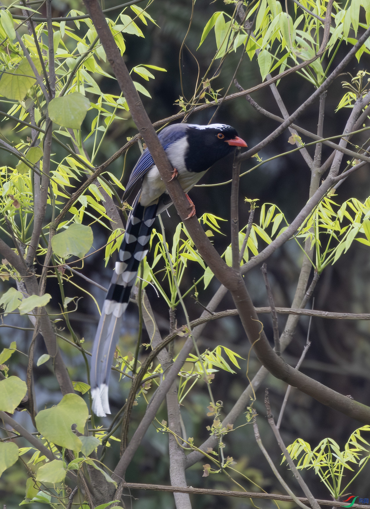 2I1A9908-����ǿ-NR ����.jpg