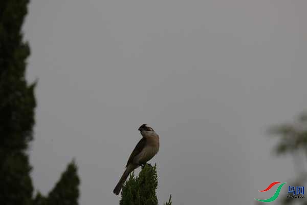 IMG_0011.jpg