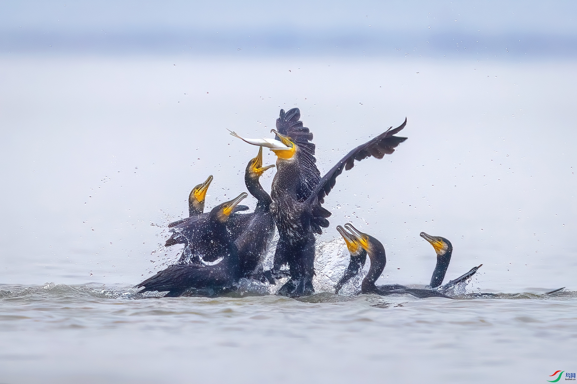 AO4I7752-�༭ ����.jpg