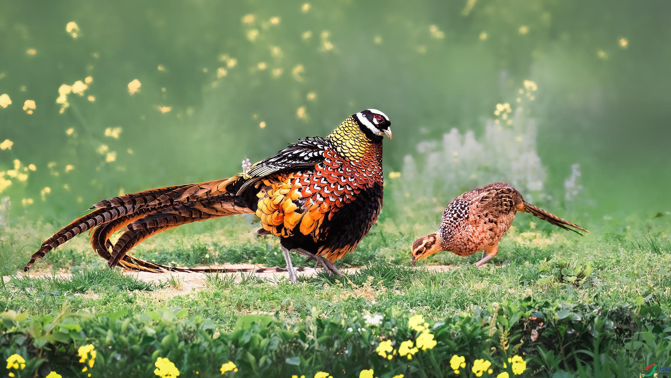 DSC_7973-����ǿ-NR ����.jpg