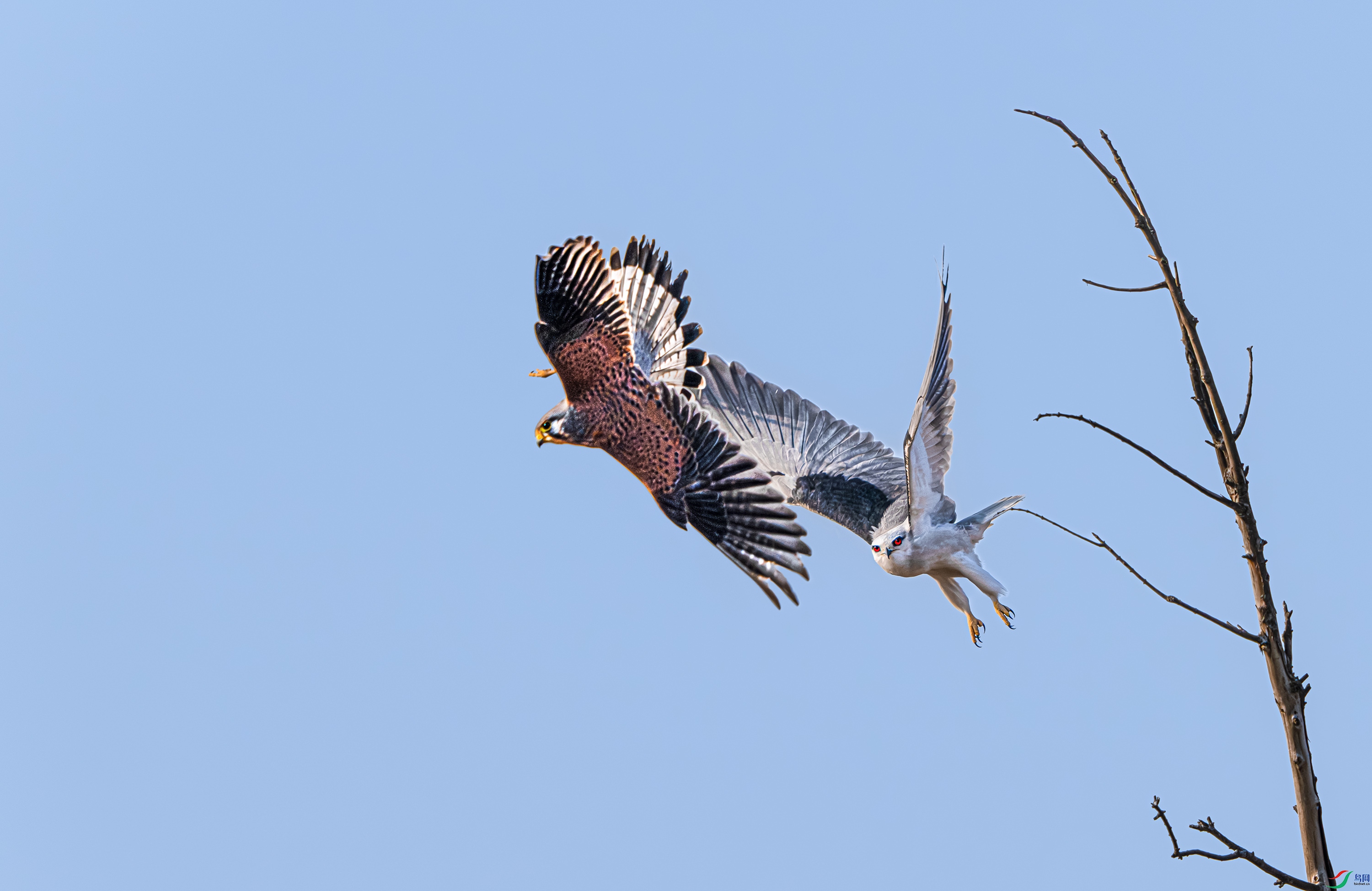 DSC_9464jpg.jpg