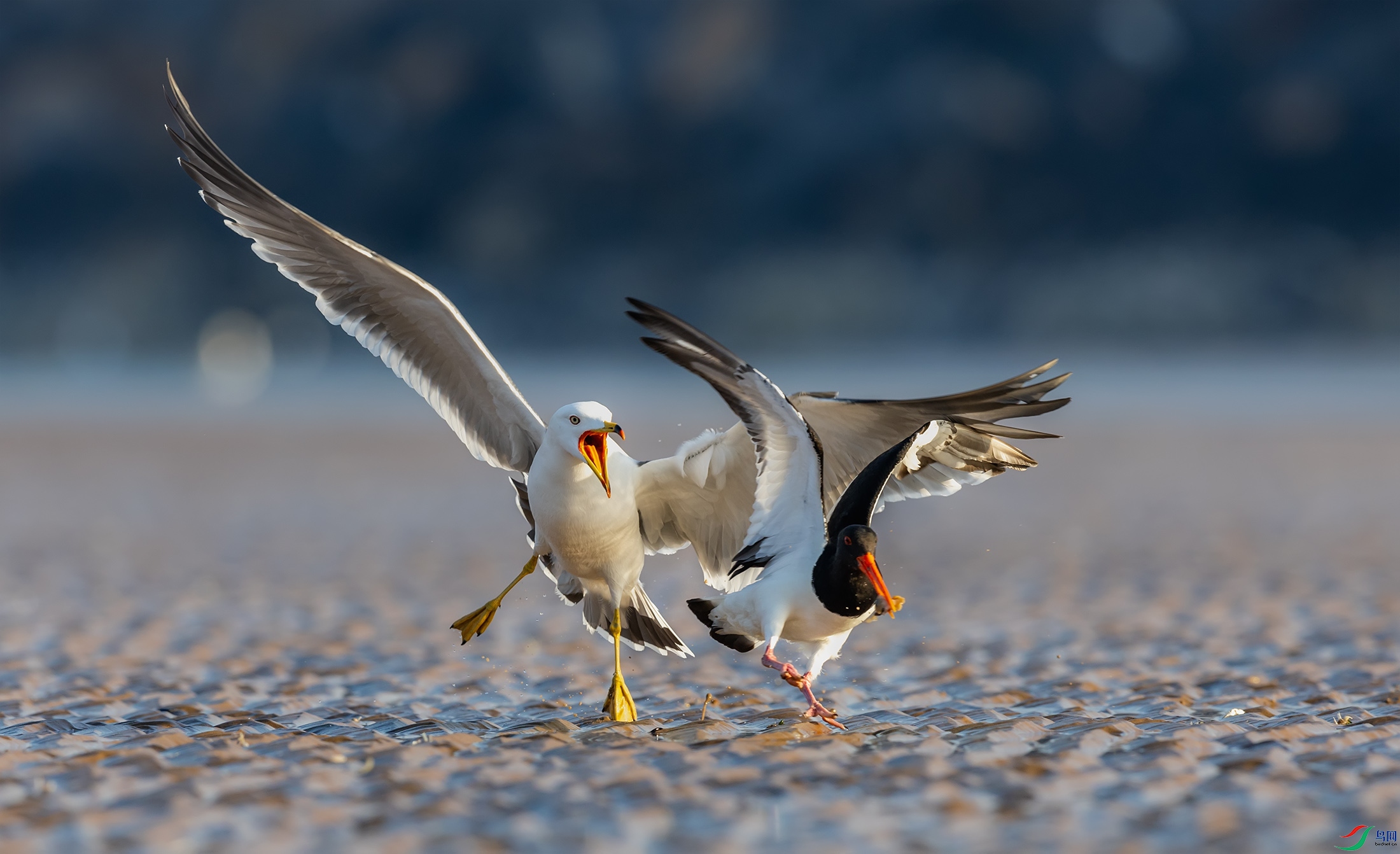 ��βŸ������