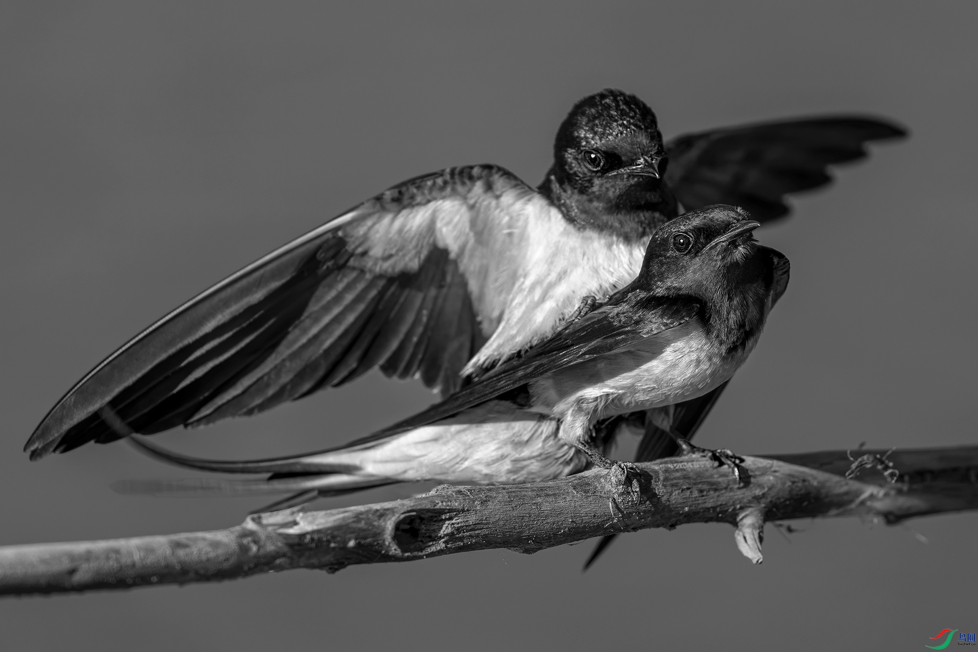 DSC_7321-9=.jpg