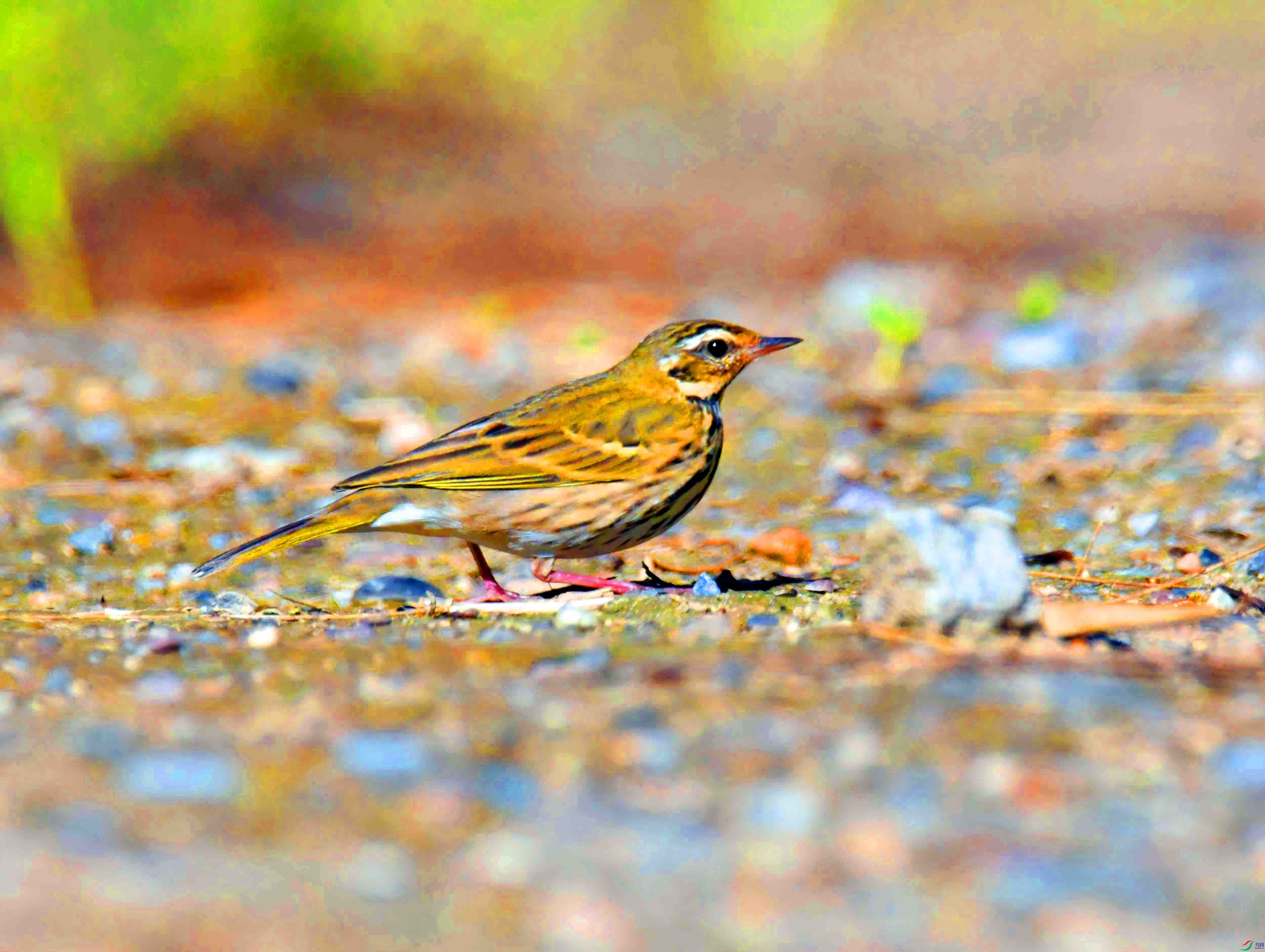 DSC_1235.JPG