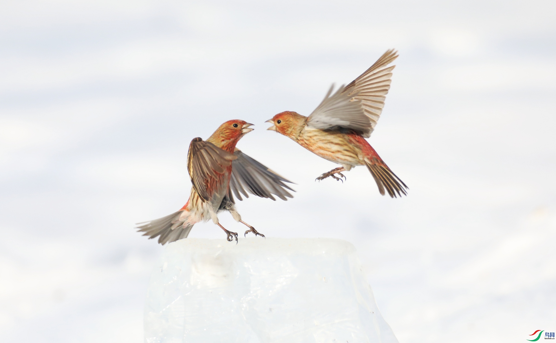 9G8A3647 ����.jpg