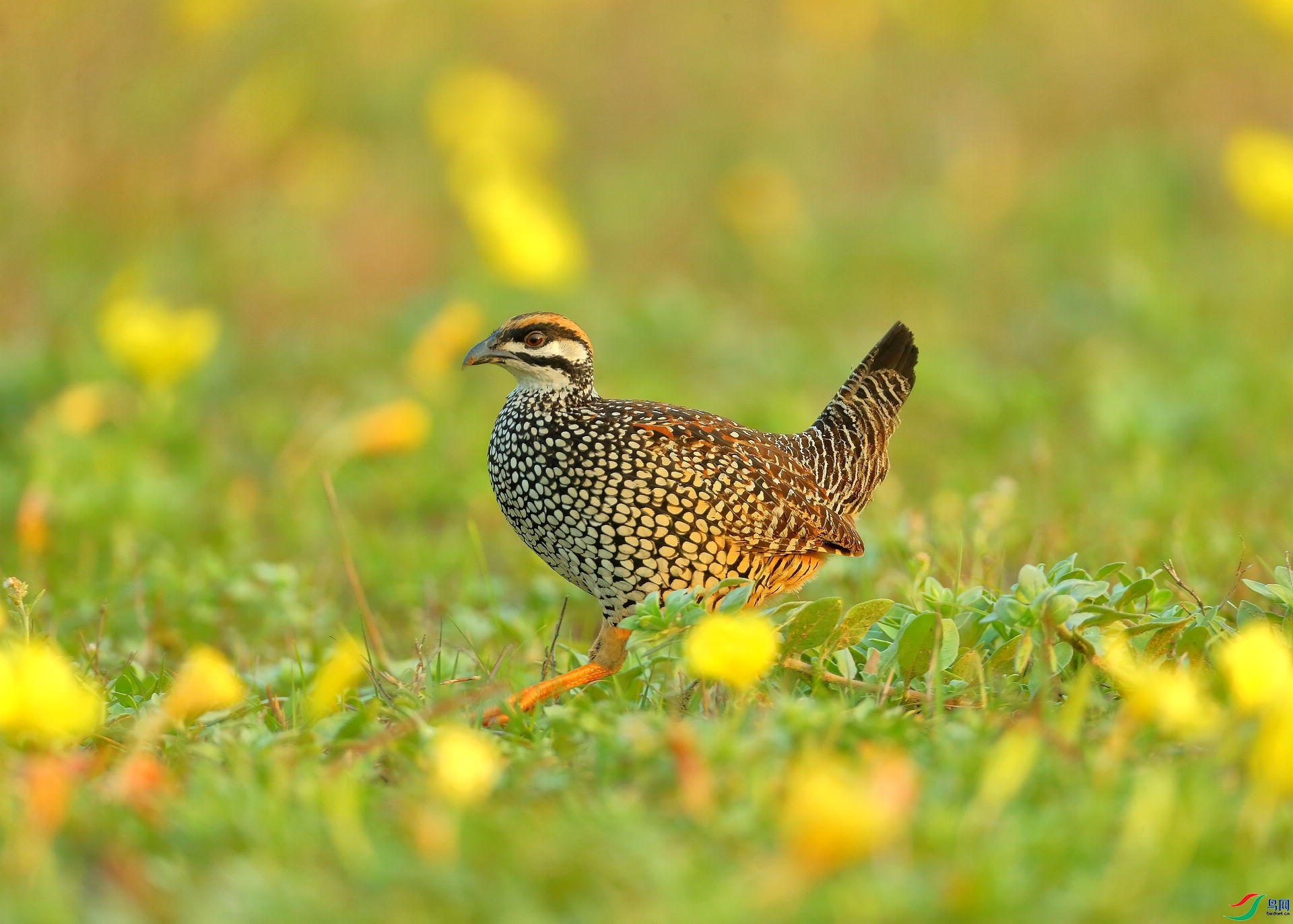 ��ԡ����  ���� 8341  ��һ.jpg