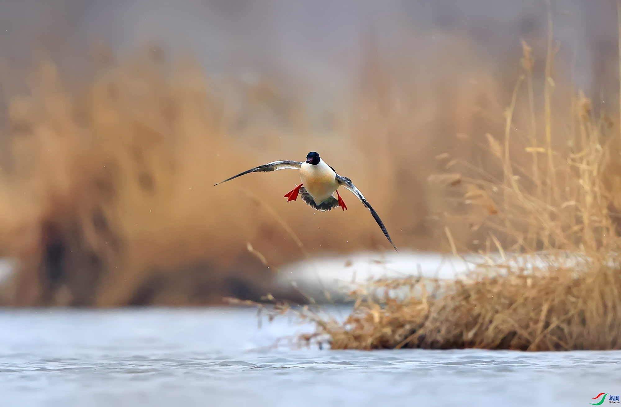 ����һֻѼ  ���� ��Ұ �ܶ�.jpg