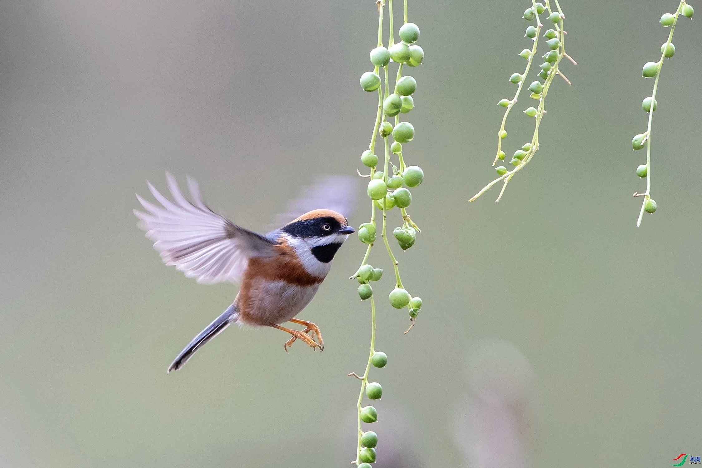 ��ʳ ���� ��ʯ ����.jpg