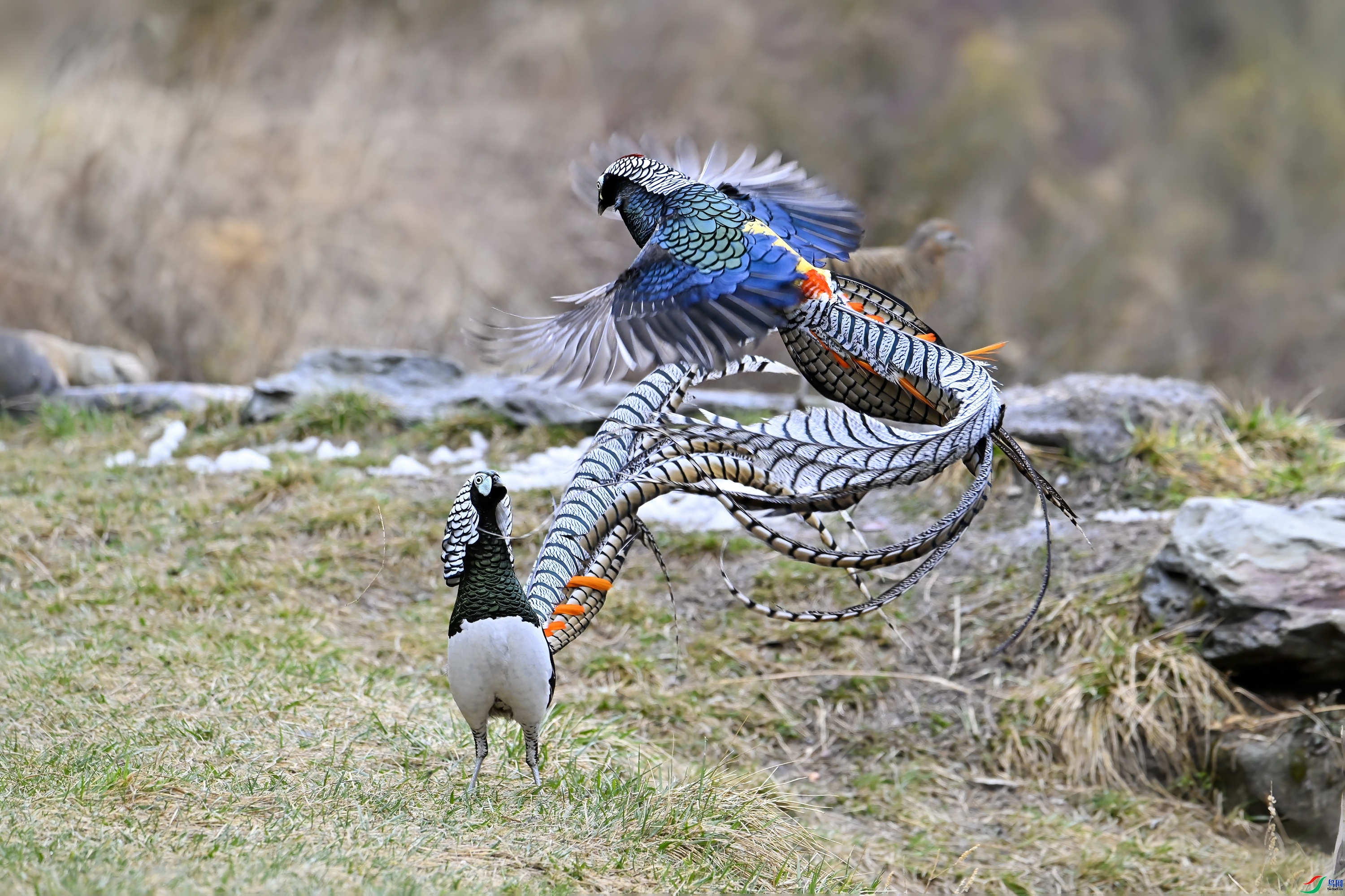 �Ӹ����� ���� wh�ϳ� ����.jpg